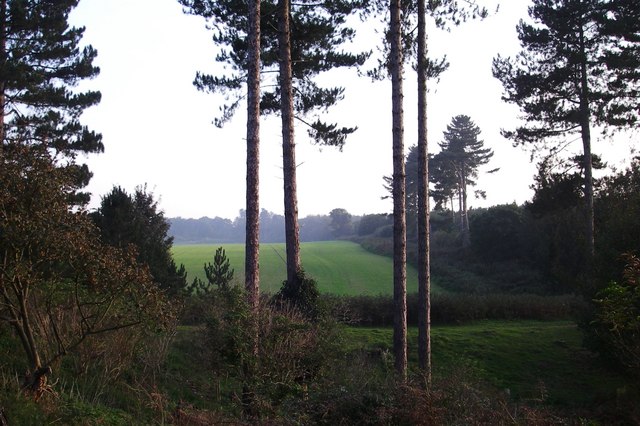 The three depressions and the marked trees at the landing site