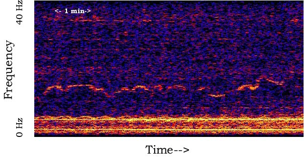 The Whistle recording: document