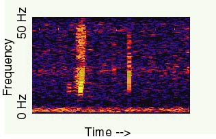 The Bloop recording: document