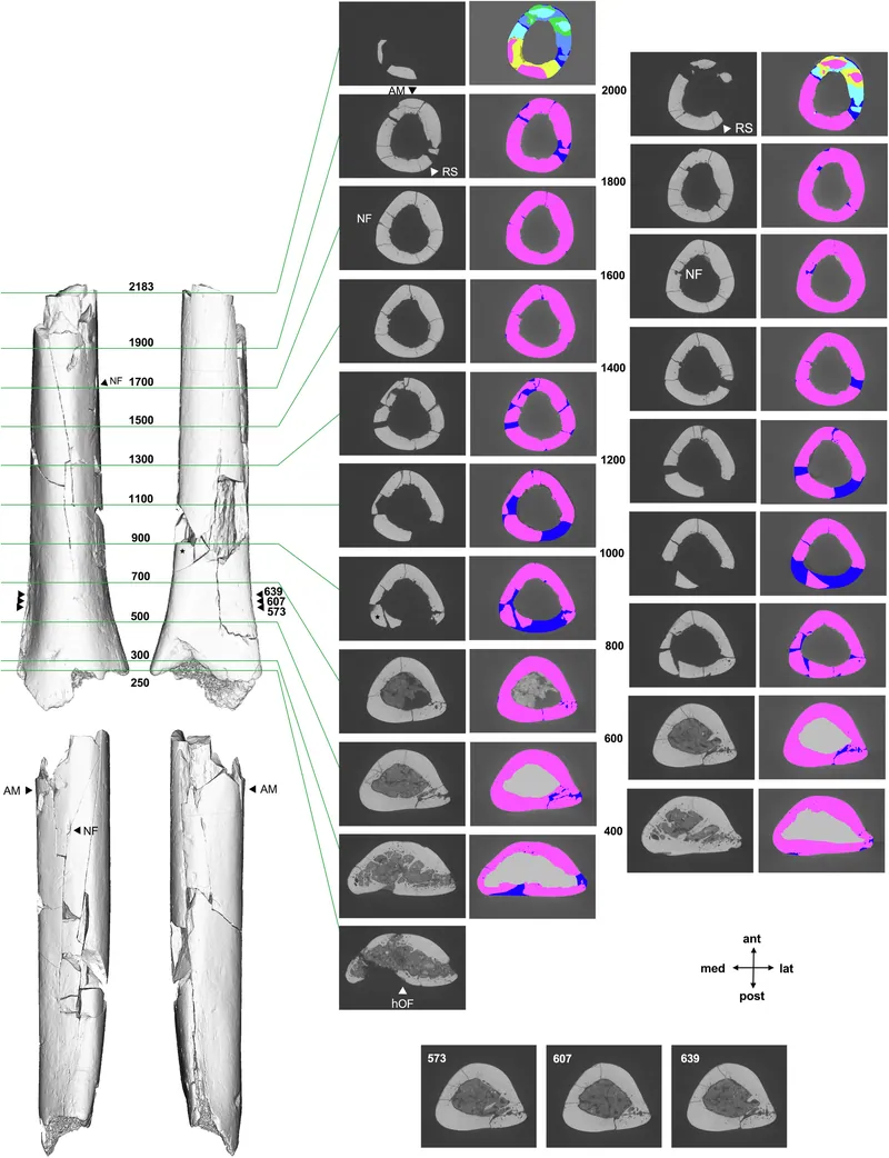 SOA-MM9 humerus fragment, Mata Menge: scan