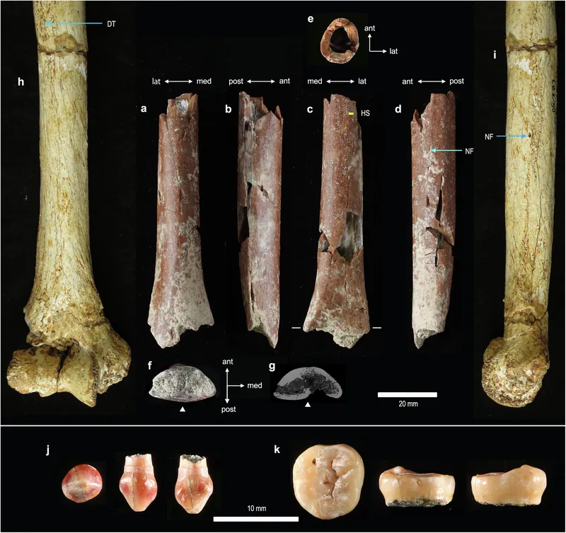 SOA-MM9 humerus fragment, Mata Menge