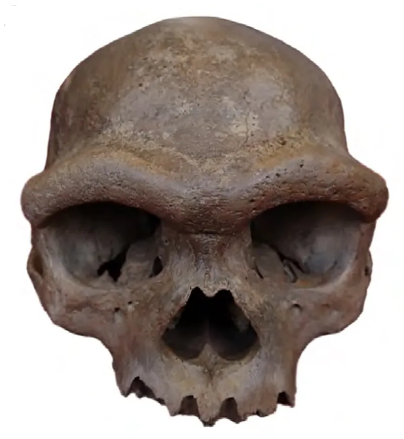 Harbin cranium (HBSM2018-000018(A)), holotype of Homo longi