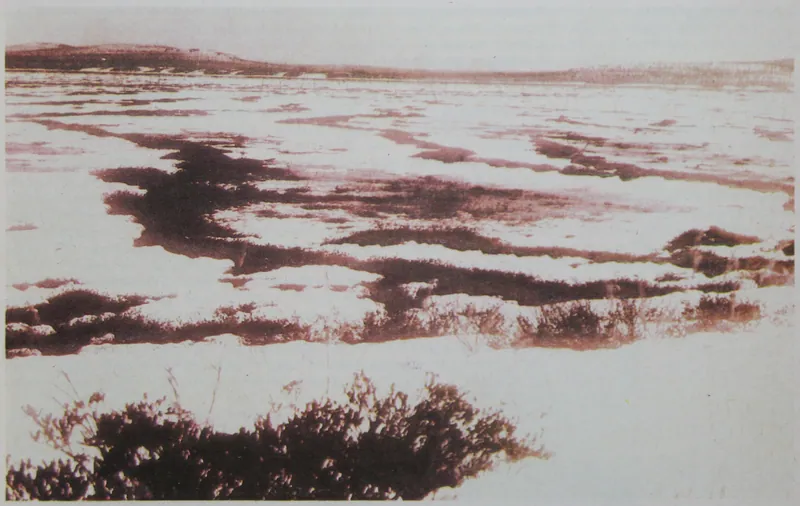 Kulik expedition photographs of the fallen forest (1927–1938): photo
