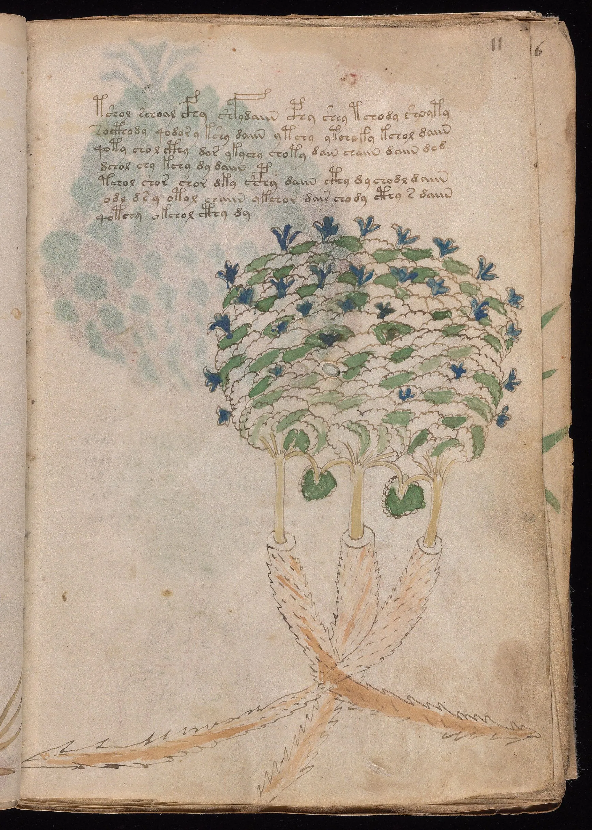 Folio 11r