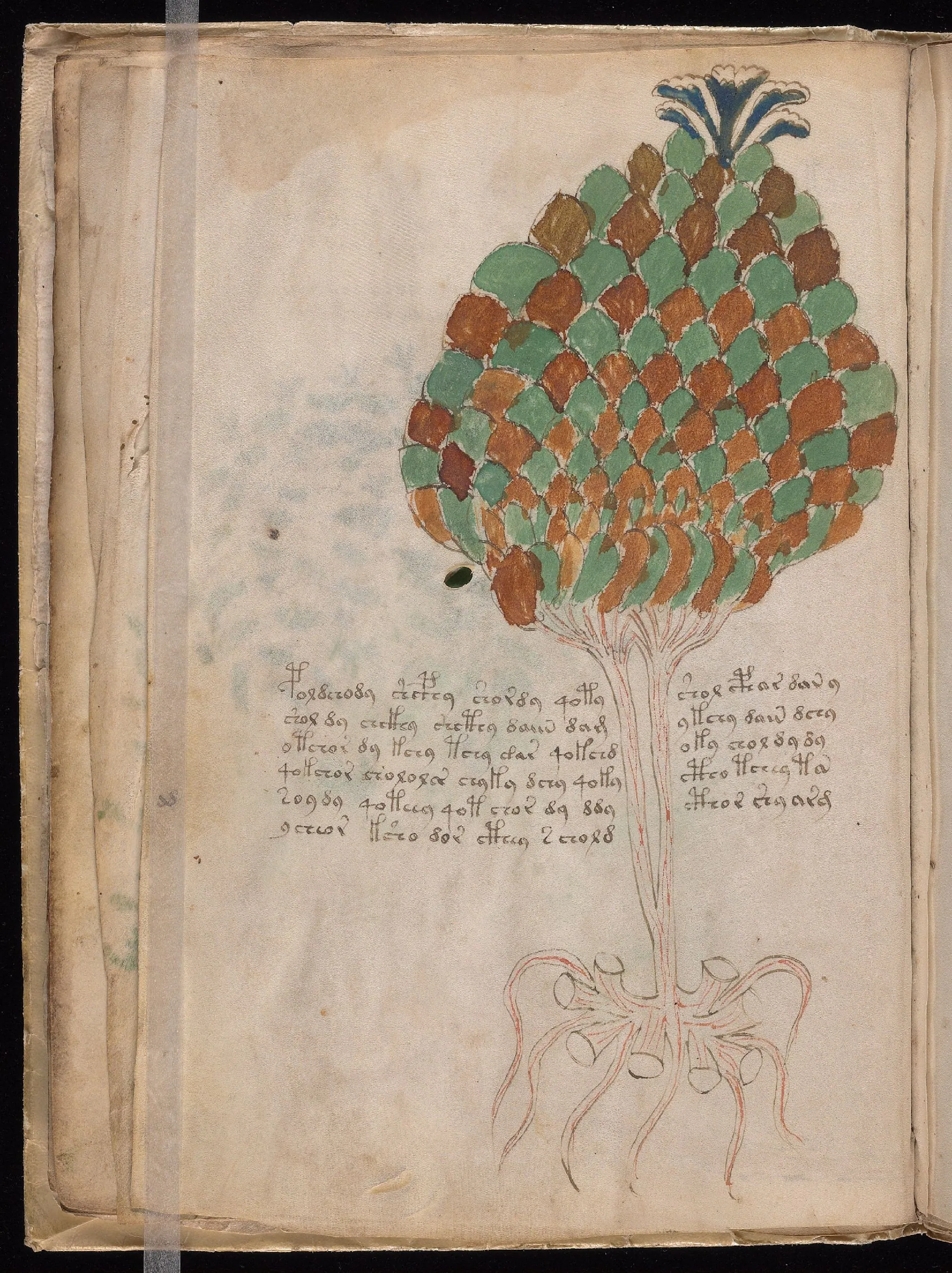 Folio 11v