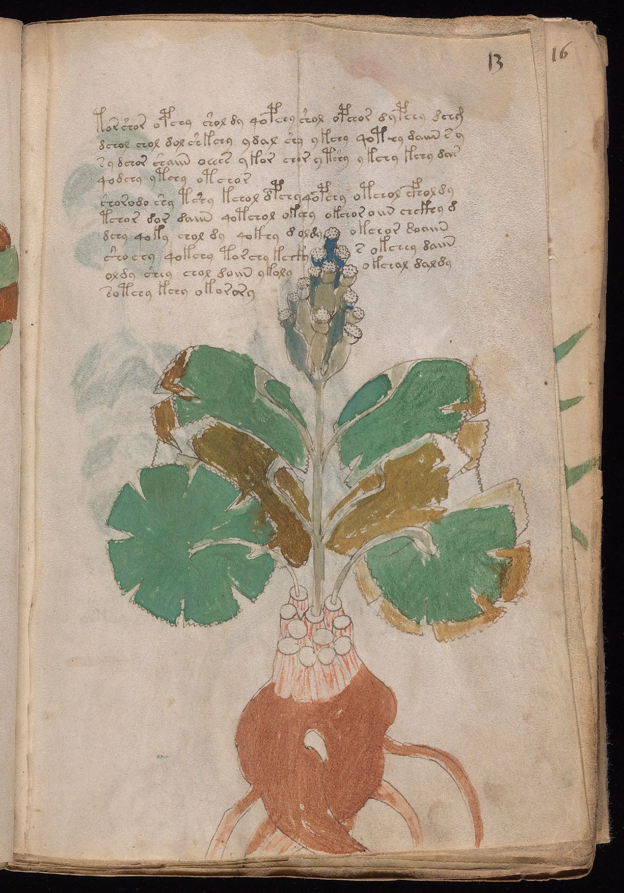 Folio 13r
