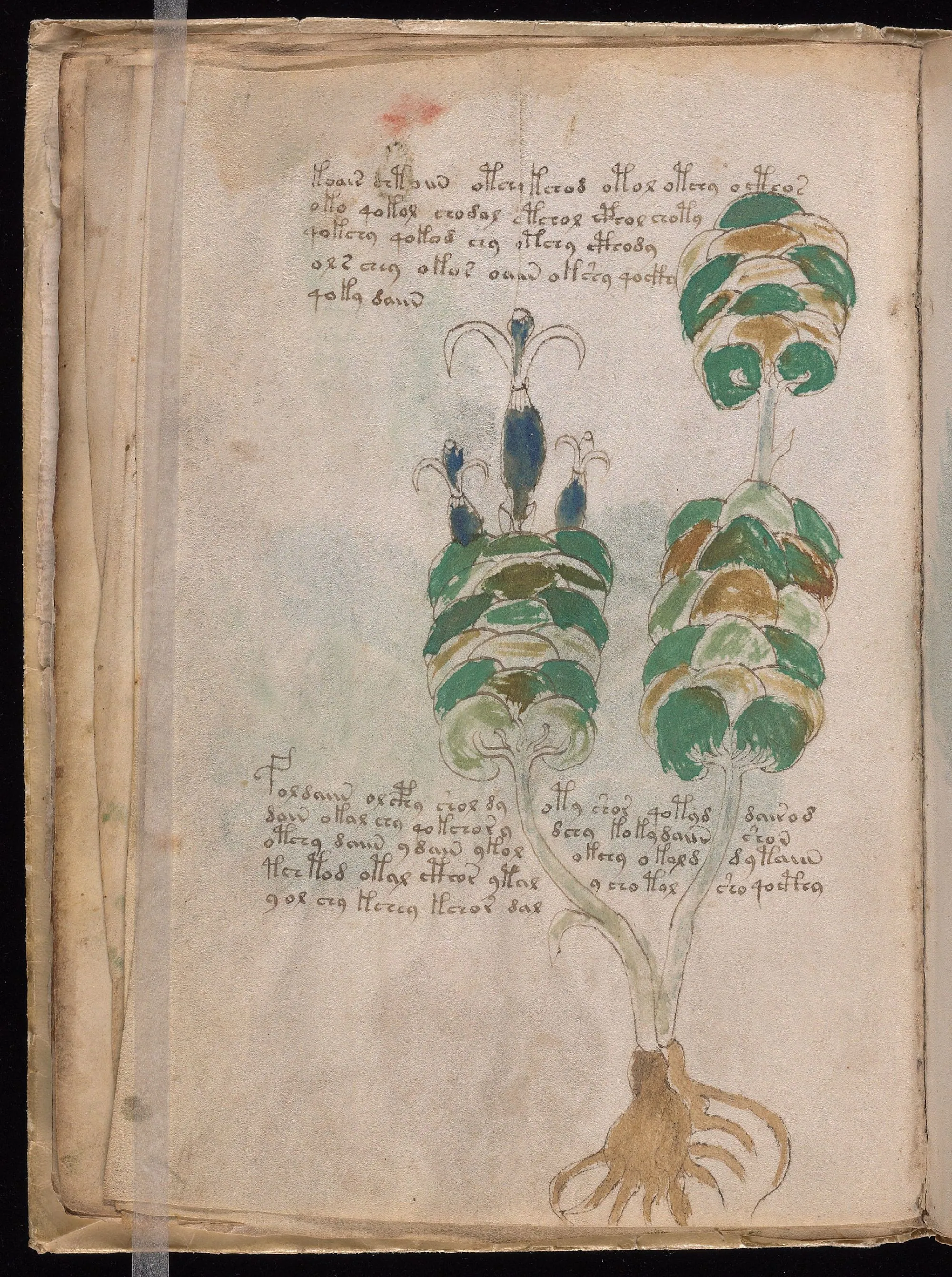 Folio 13v