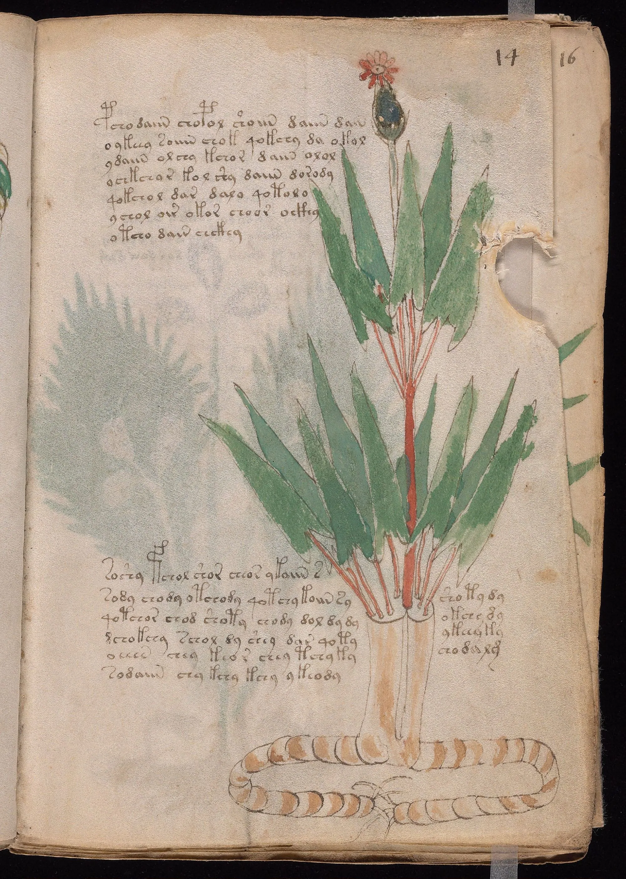Folio 14r
