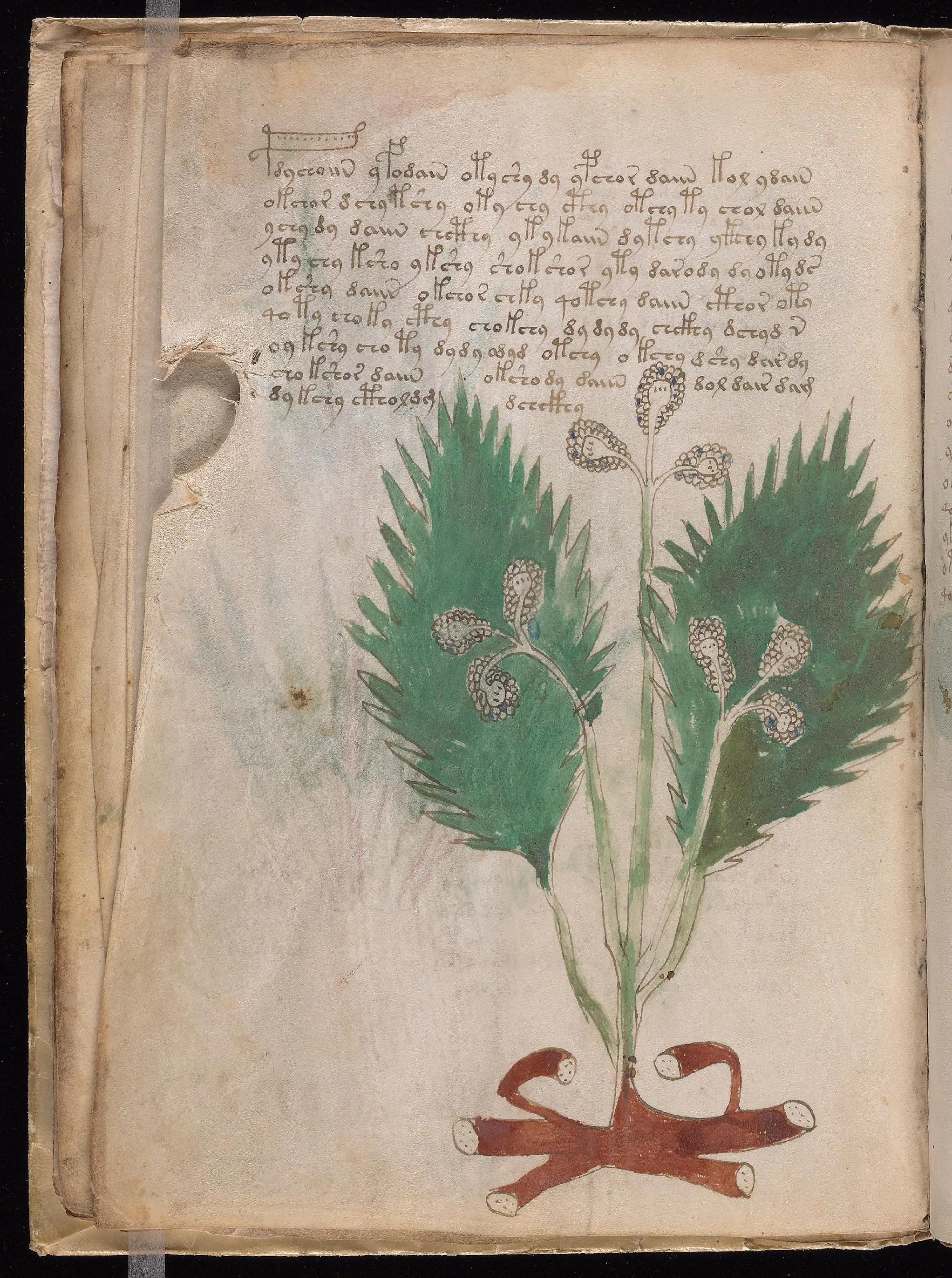 Folio 14v