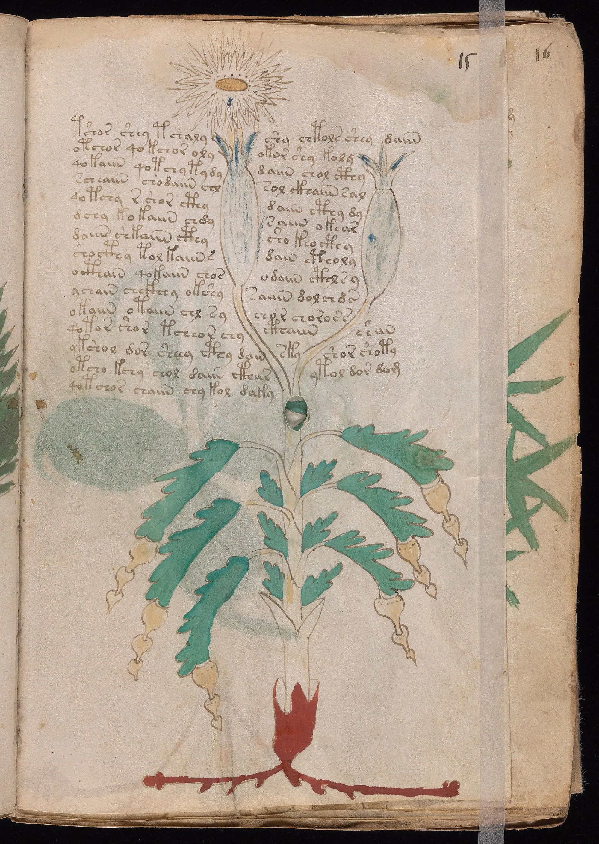 Folio 15r