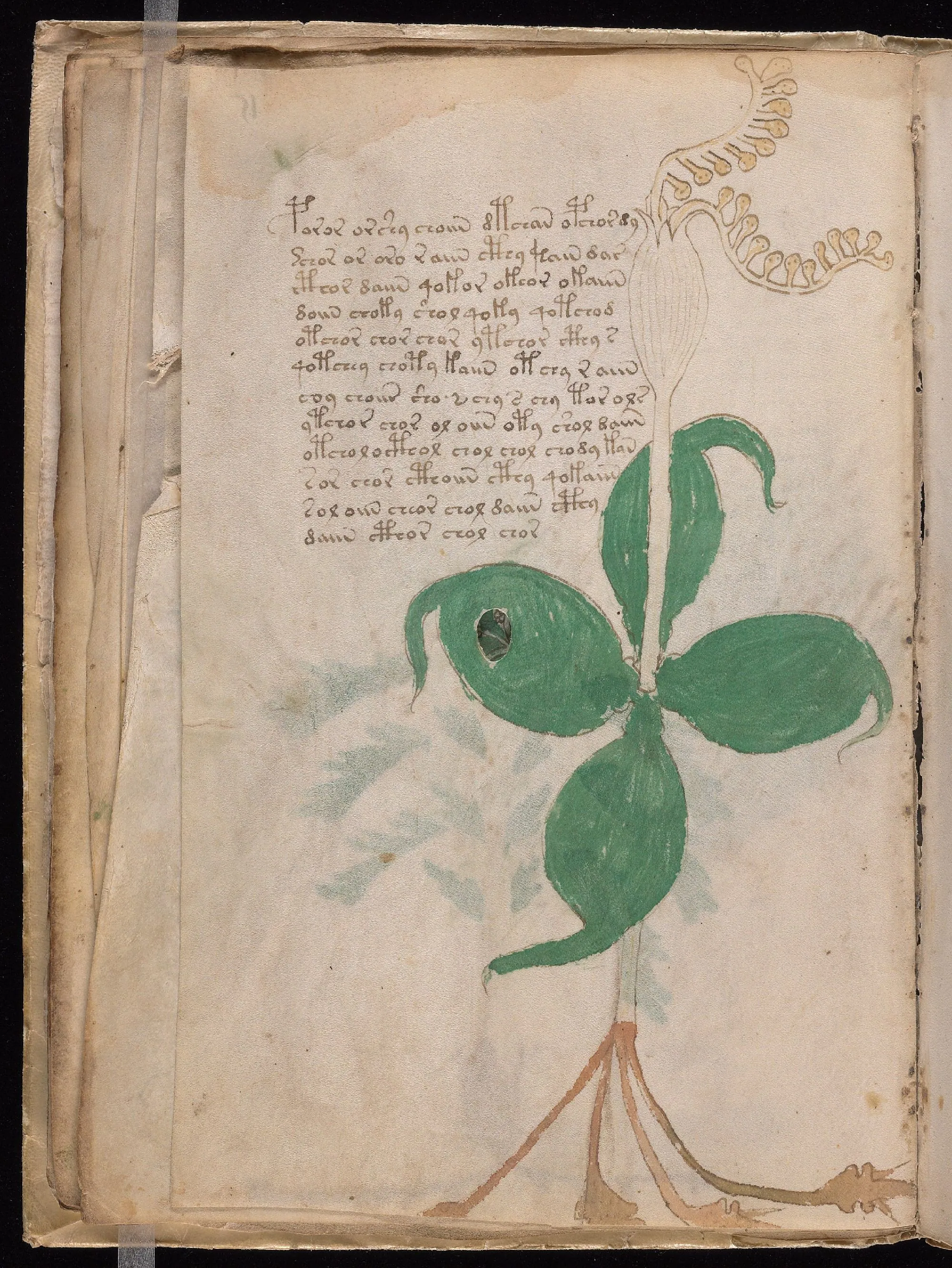 Folio 15v