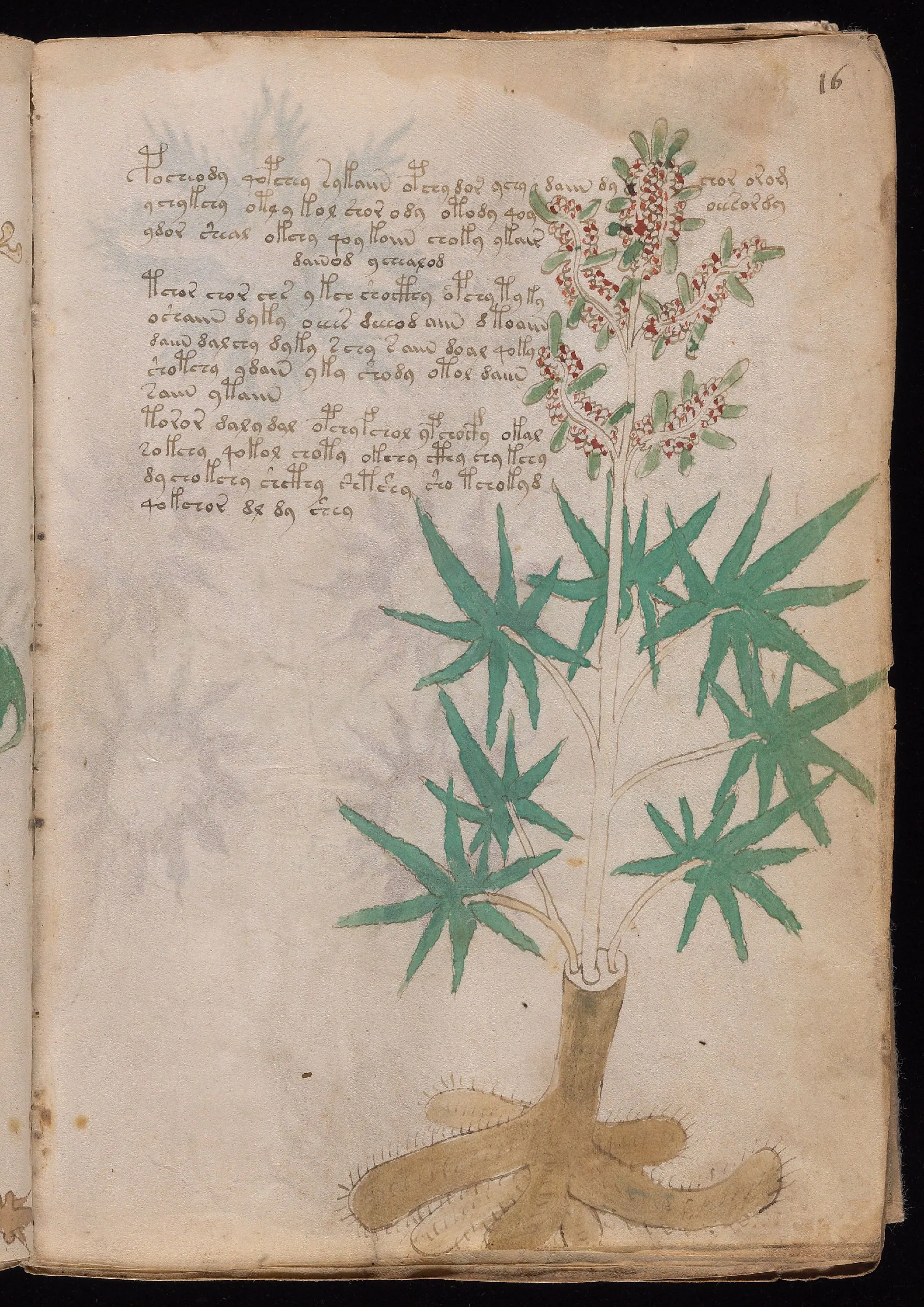 Folio 16r