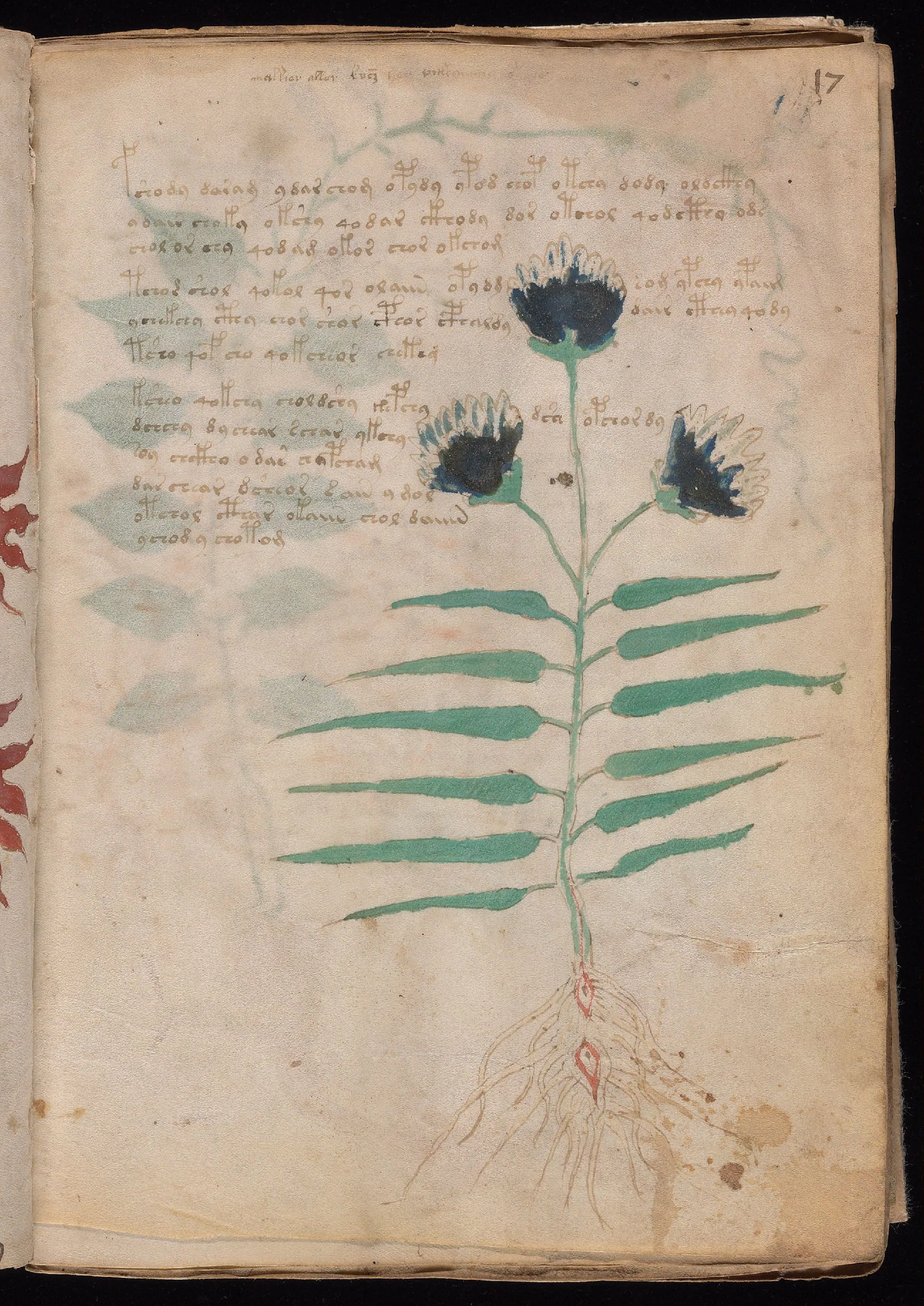 Folio 17r