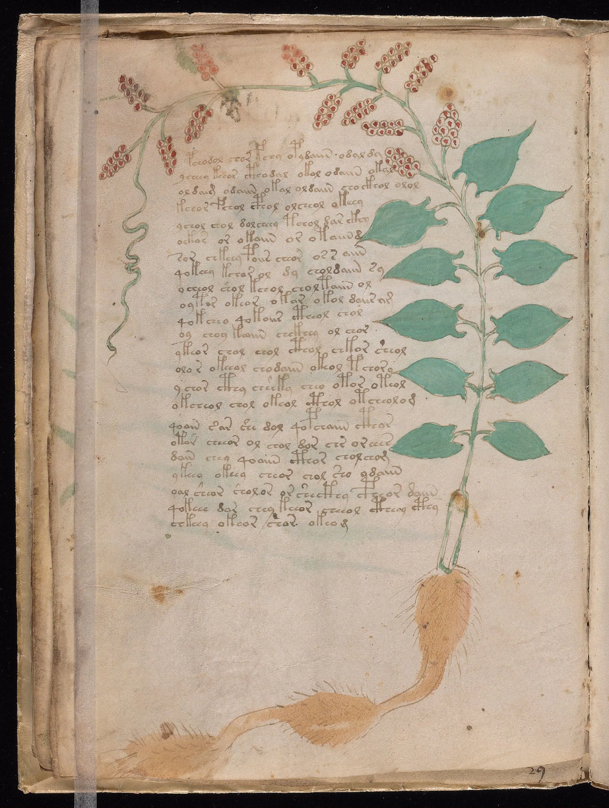 Folio 17v