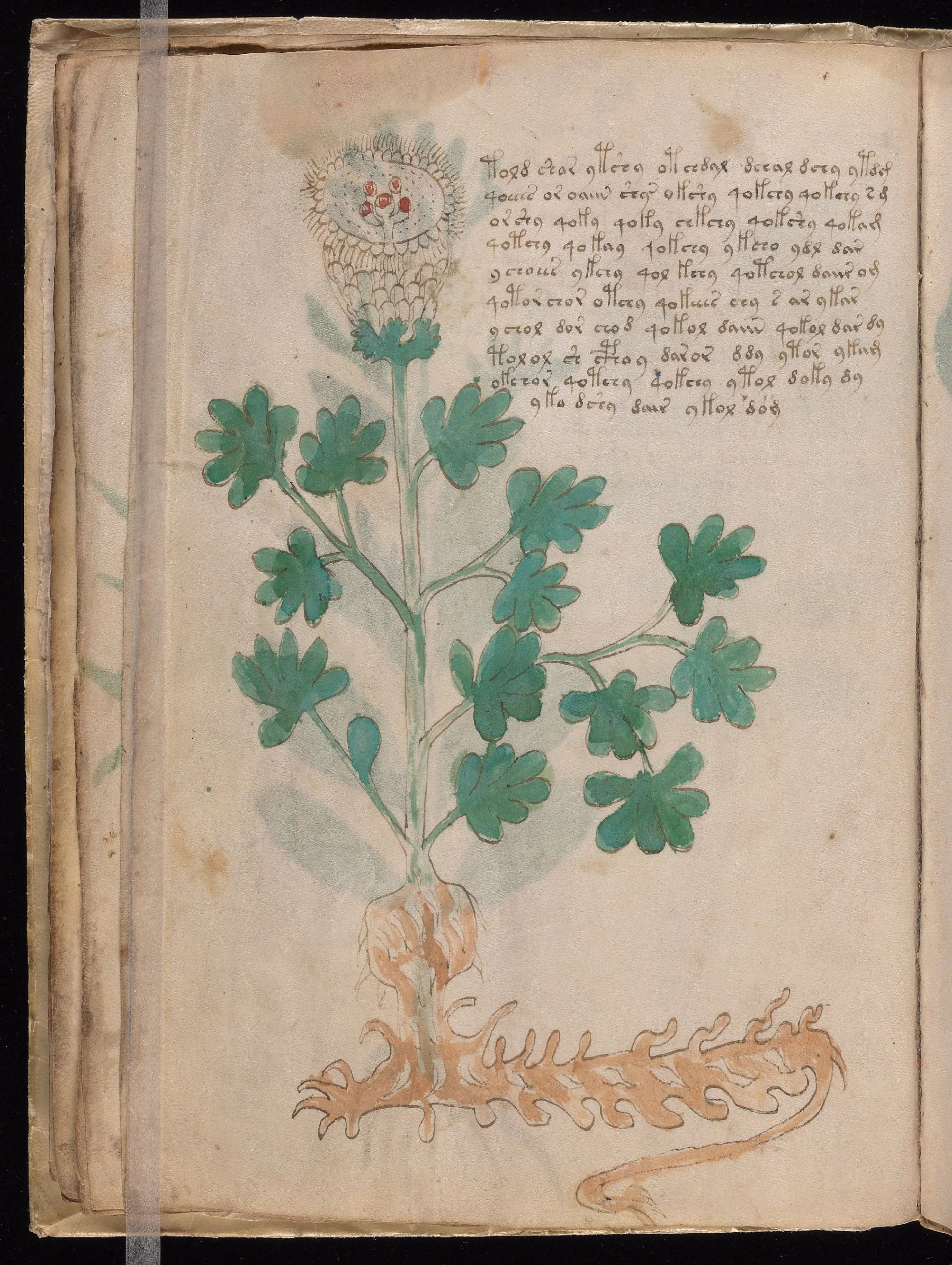 Folio 18v
