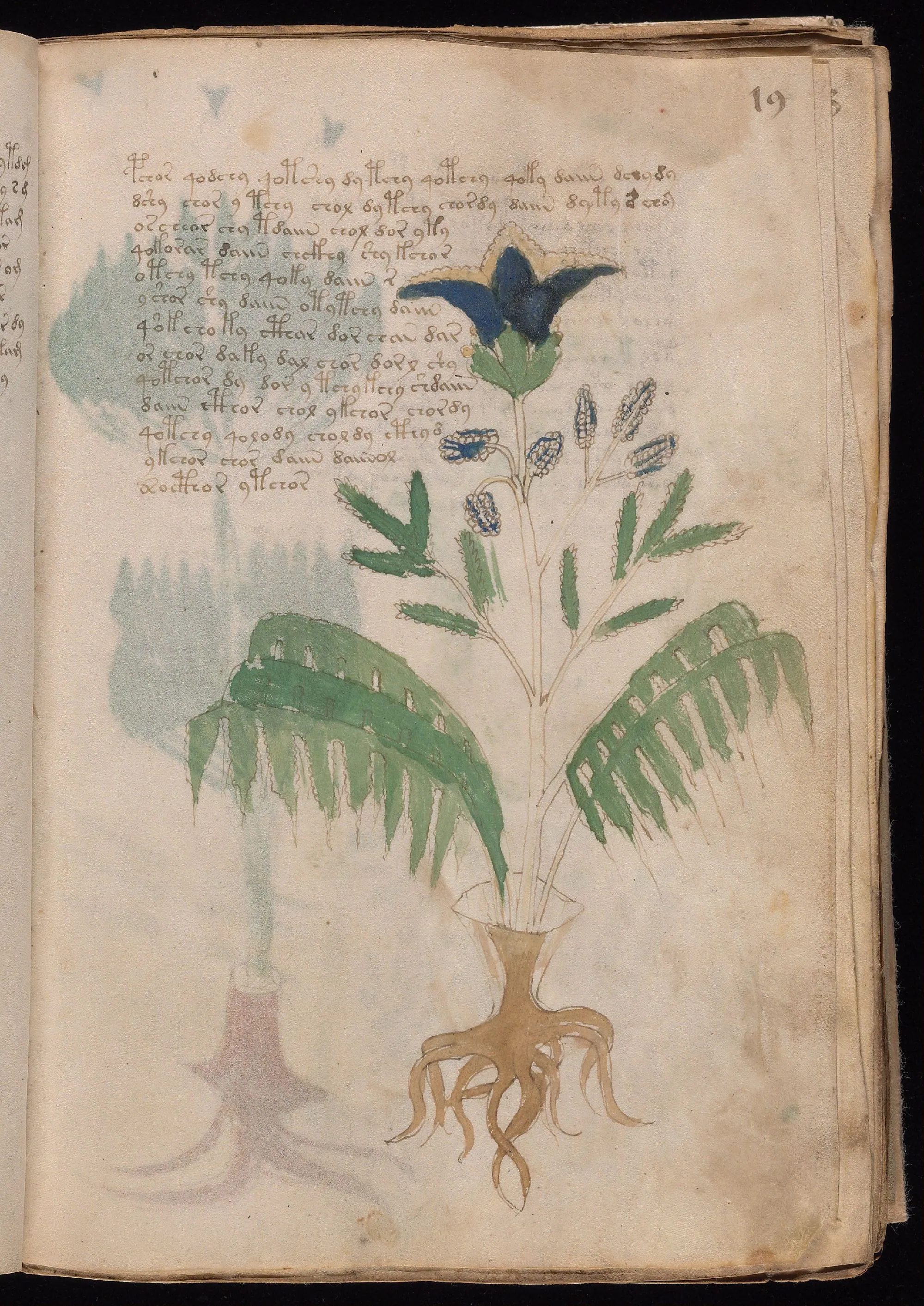 Folio 19r