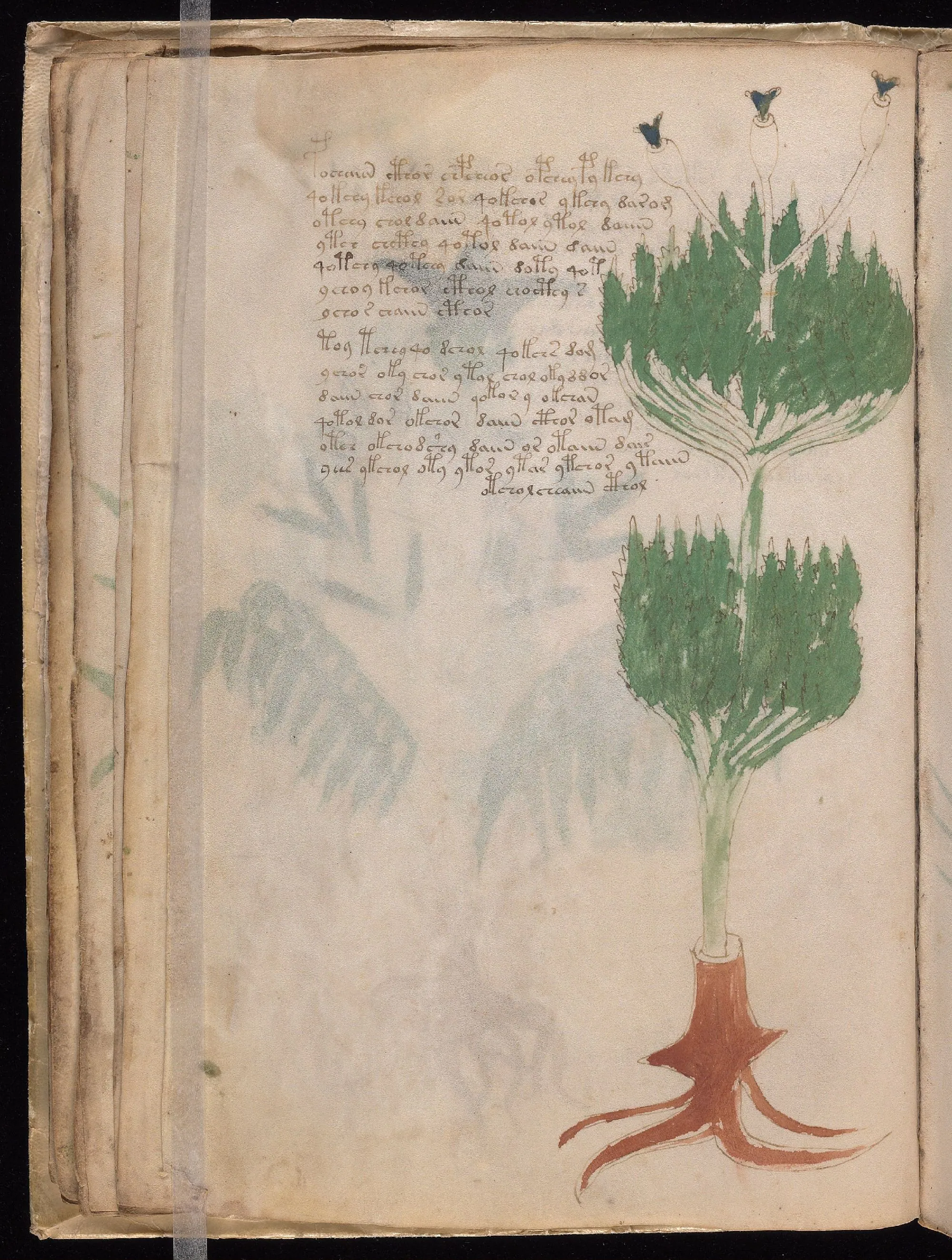 Folio 19v