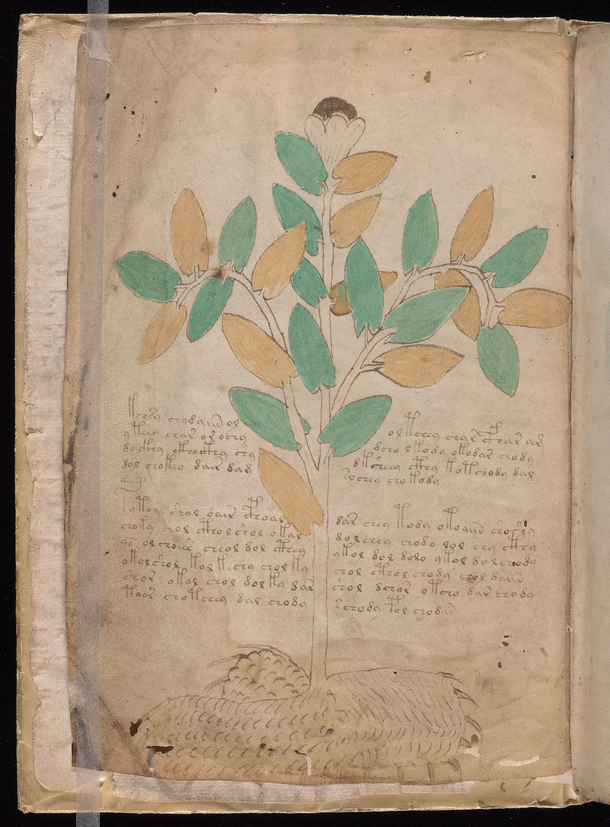 Folio 1v