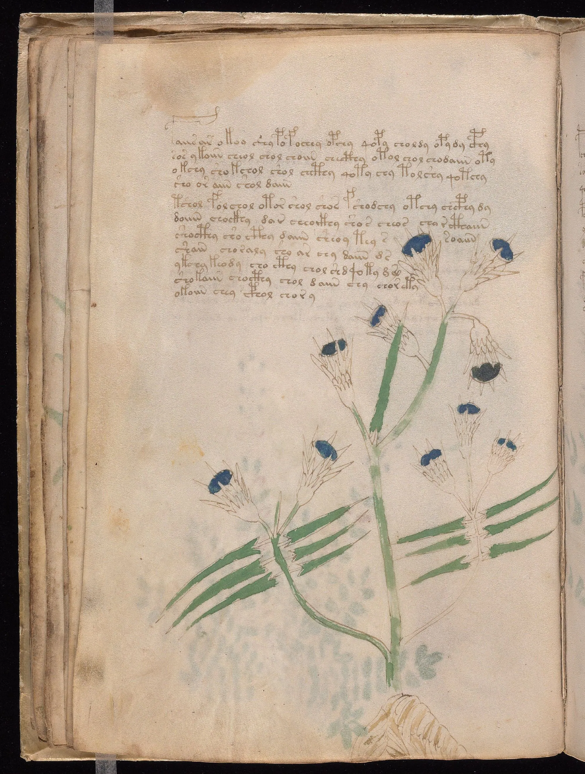Folio 20v