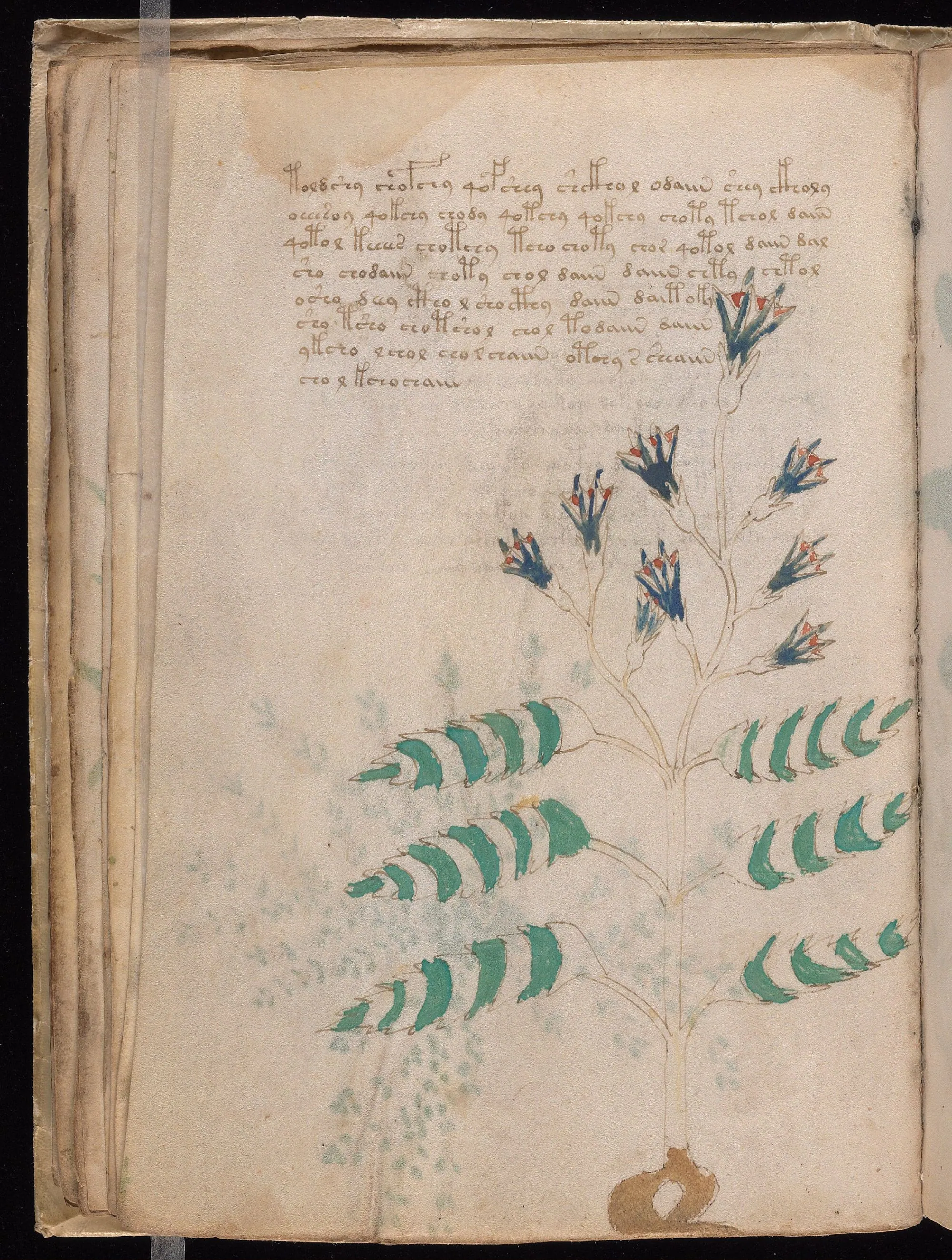 Folio 21v