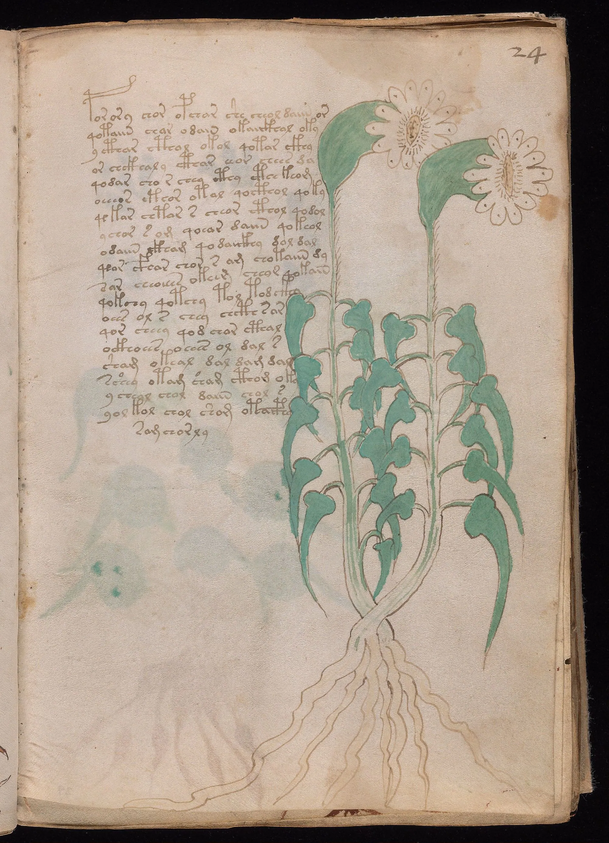 Folio 24r