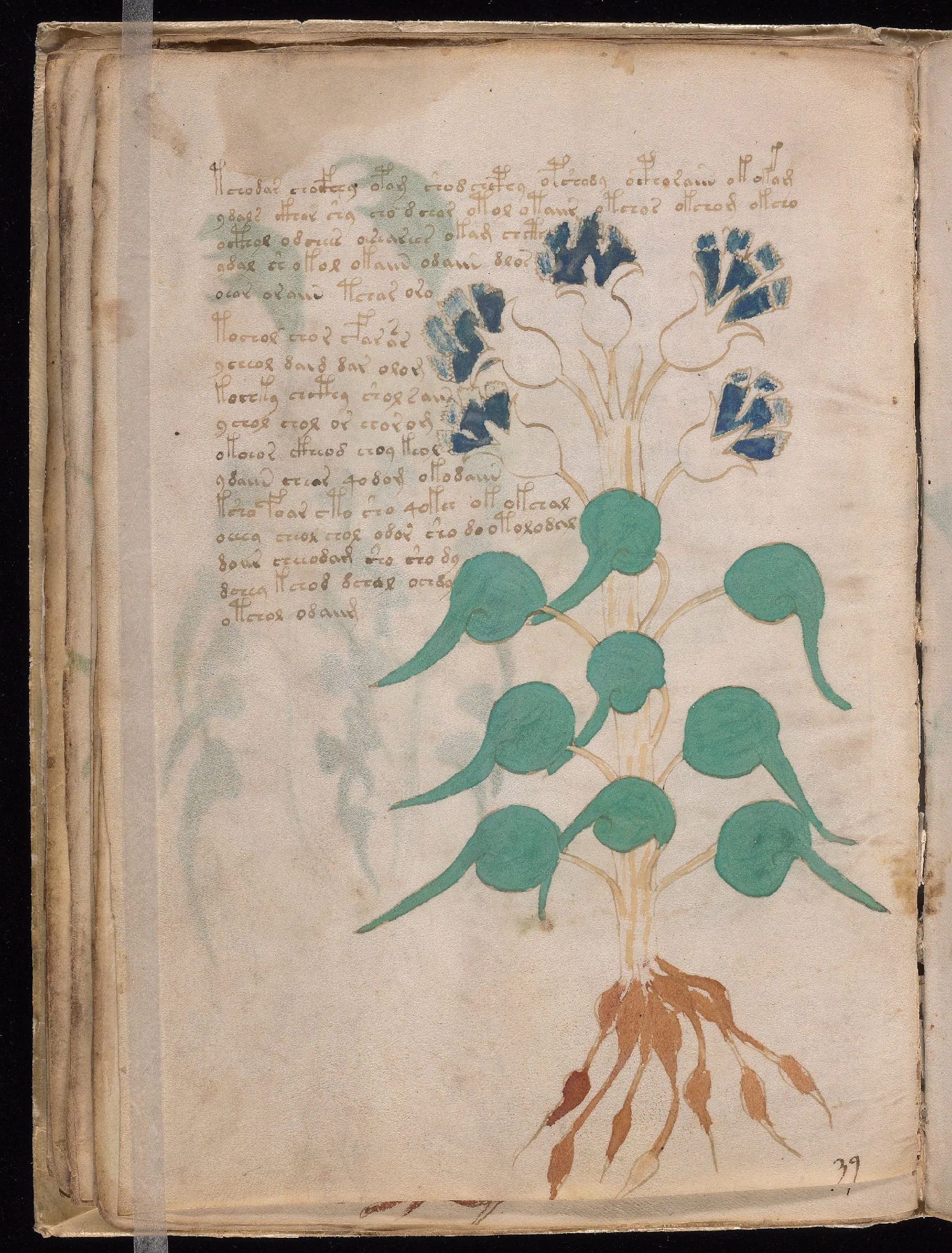 Folio 24v