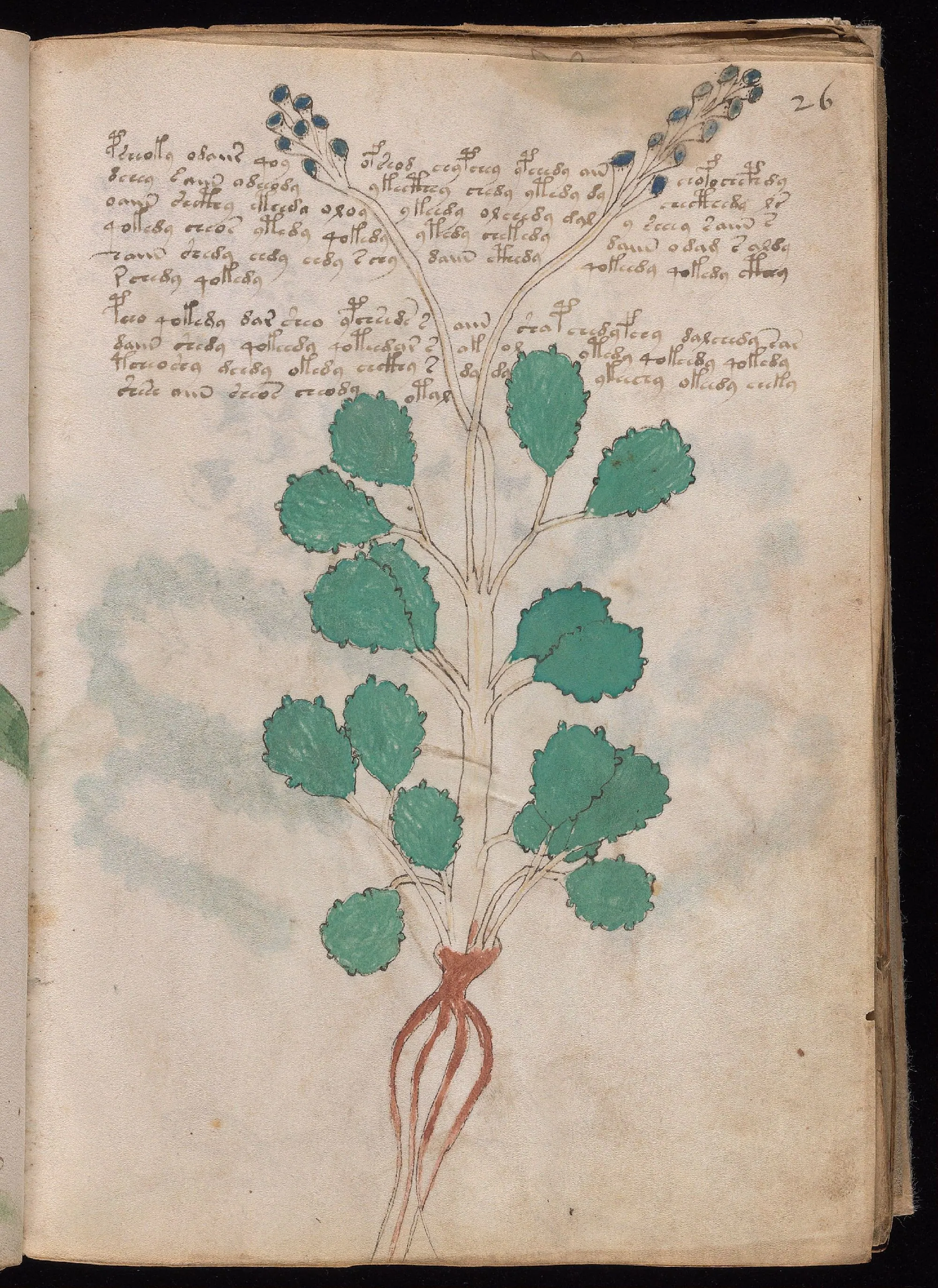 Folio 26r