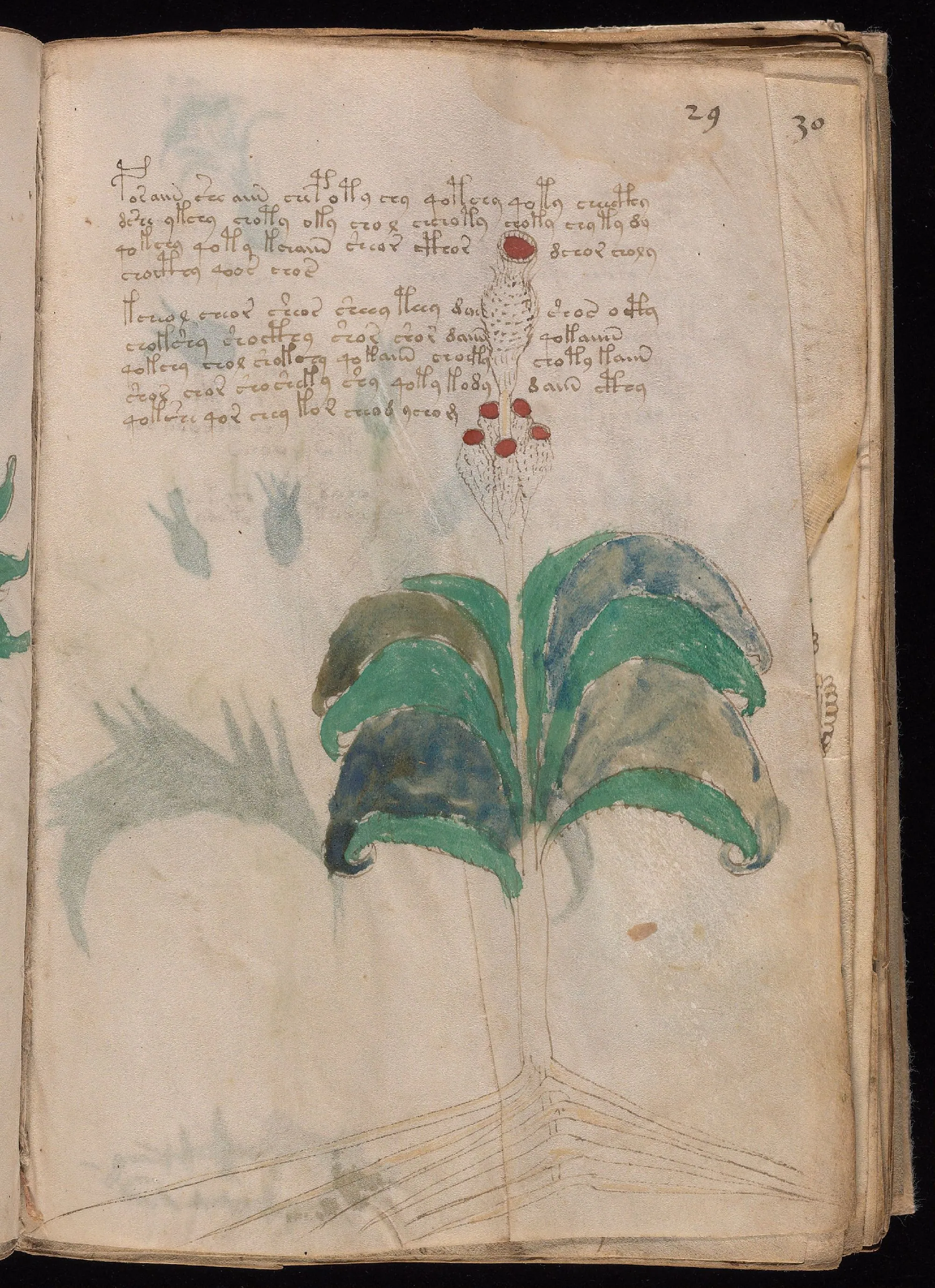 Folio 29r
