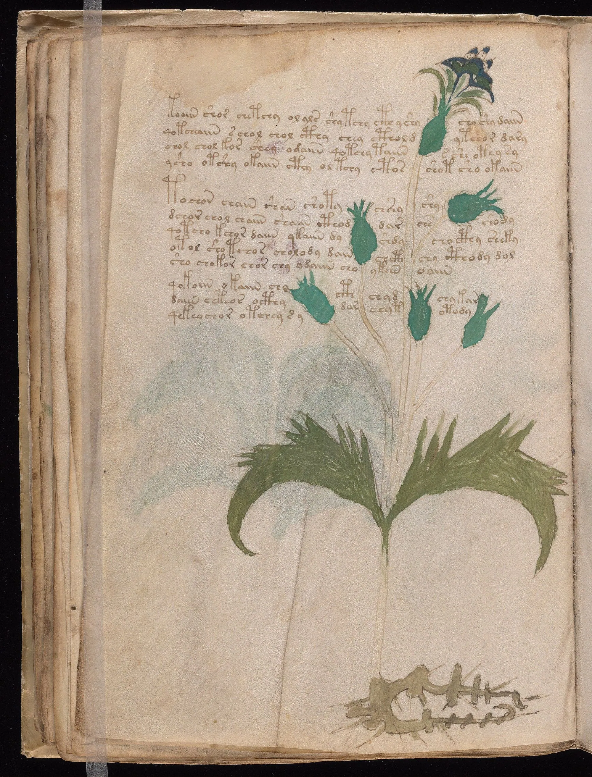 Folio 29v