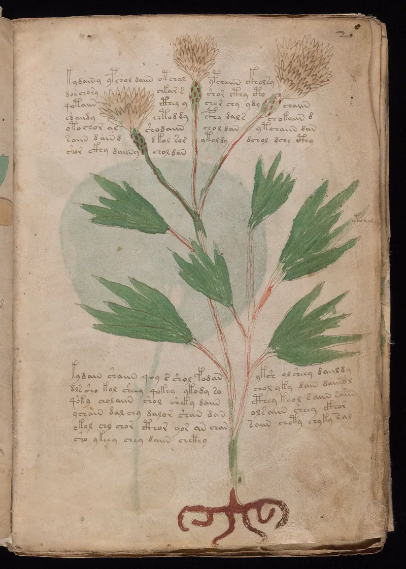 Folio 2r: a plant no one has identified for certain