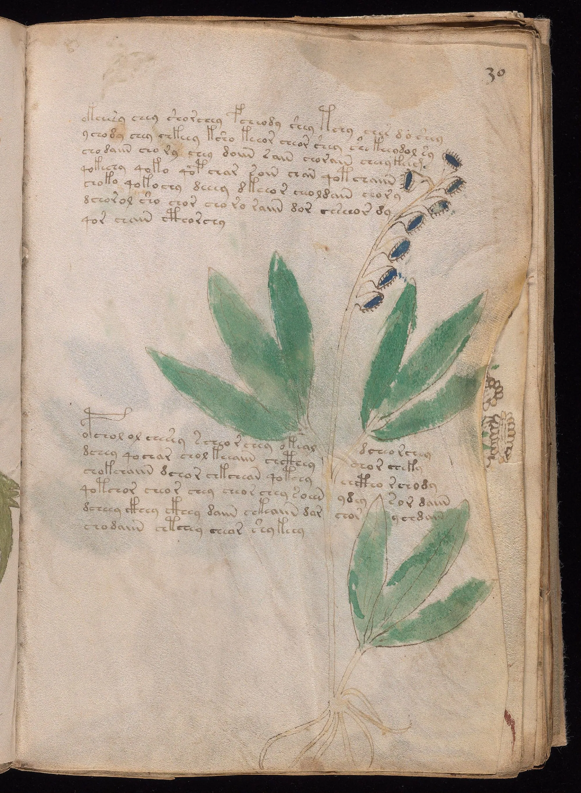 Folio 30r