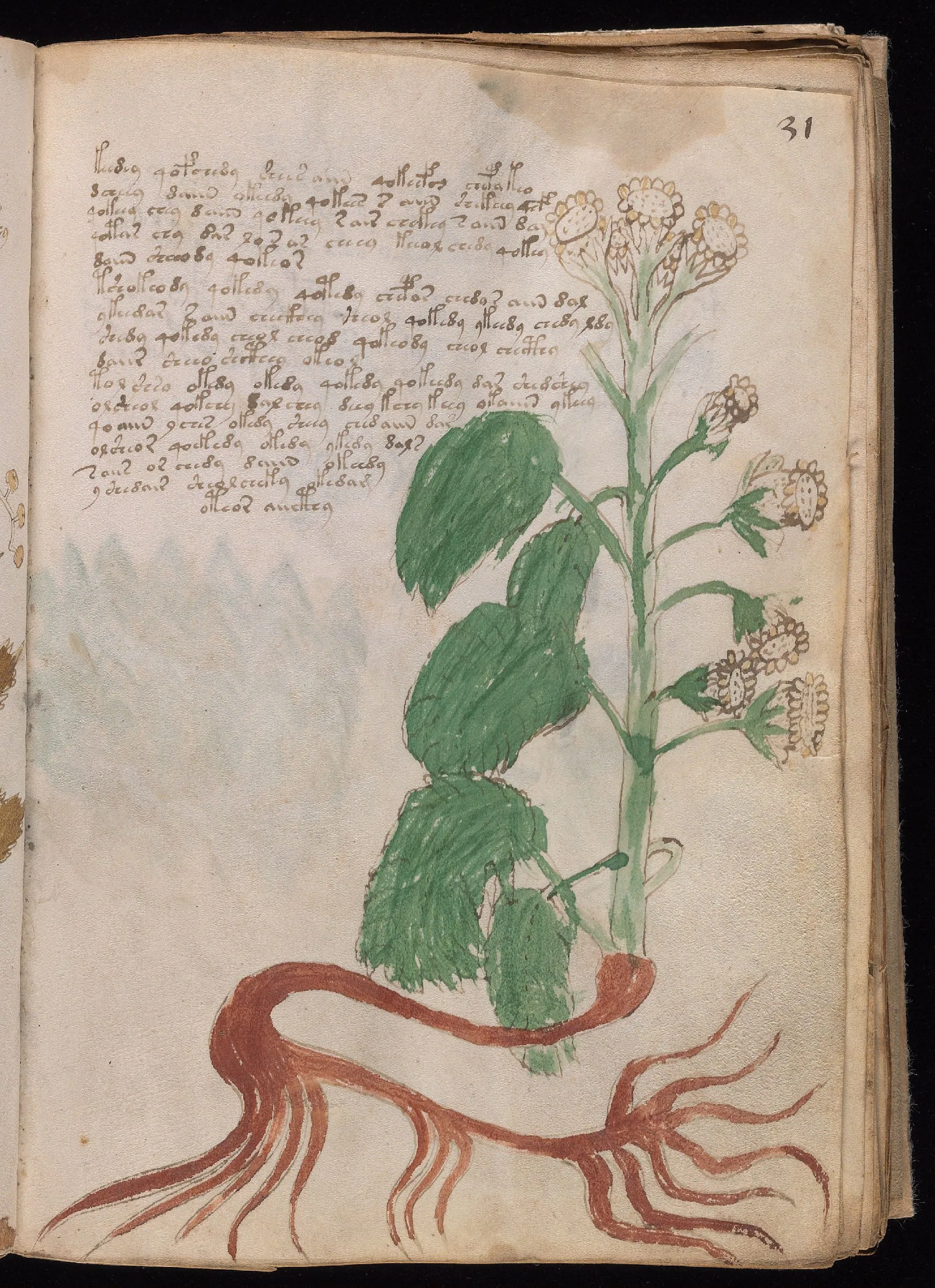 Folio 31r