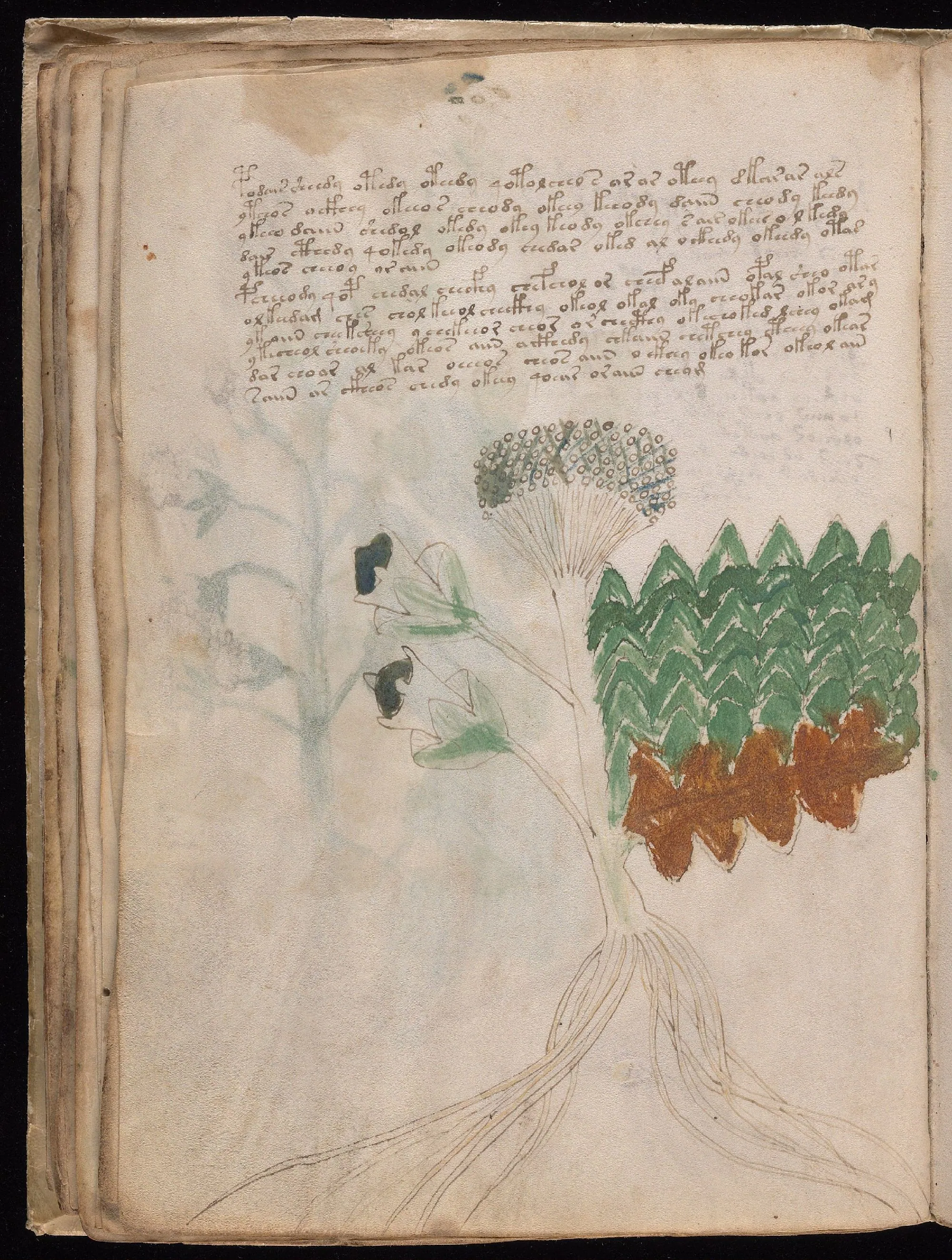 Folio 31v