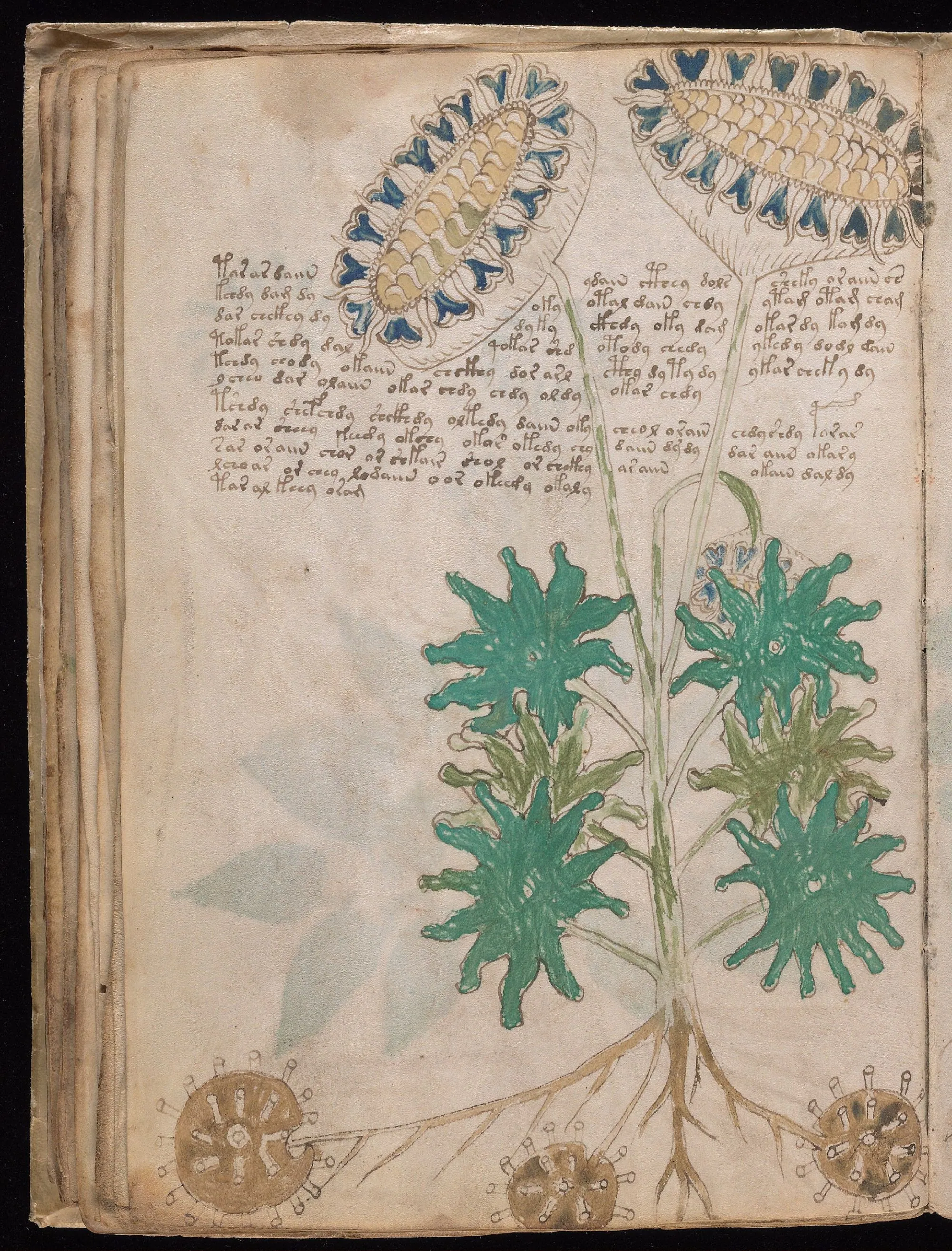 Folio 33v