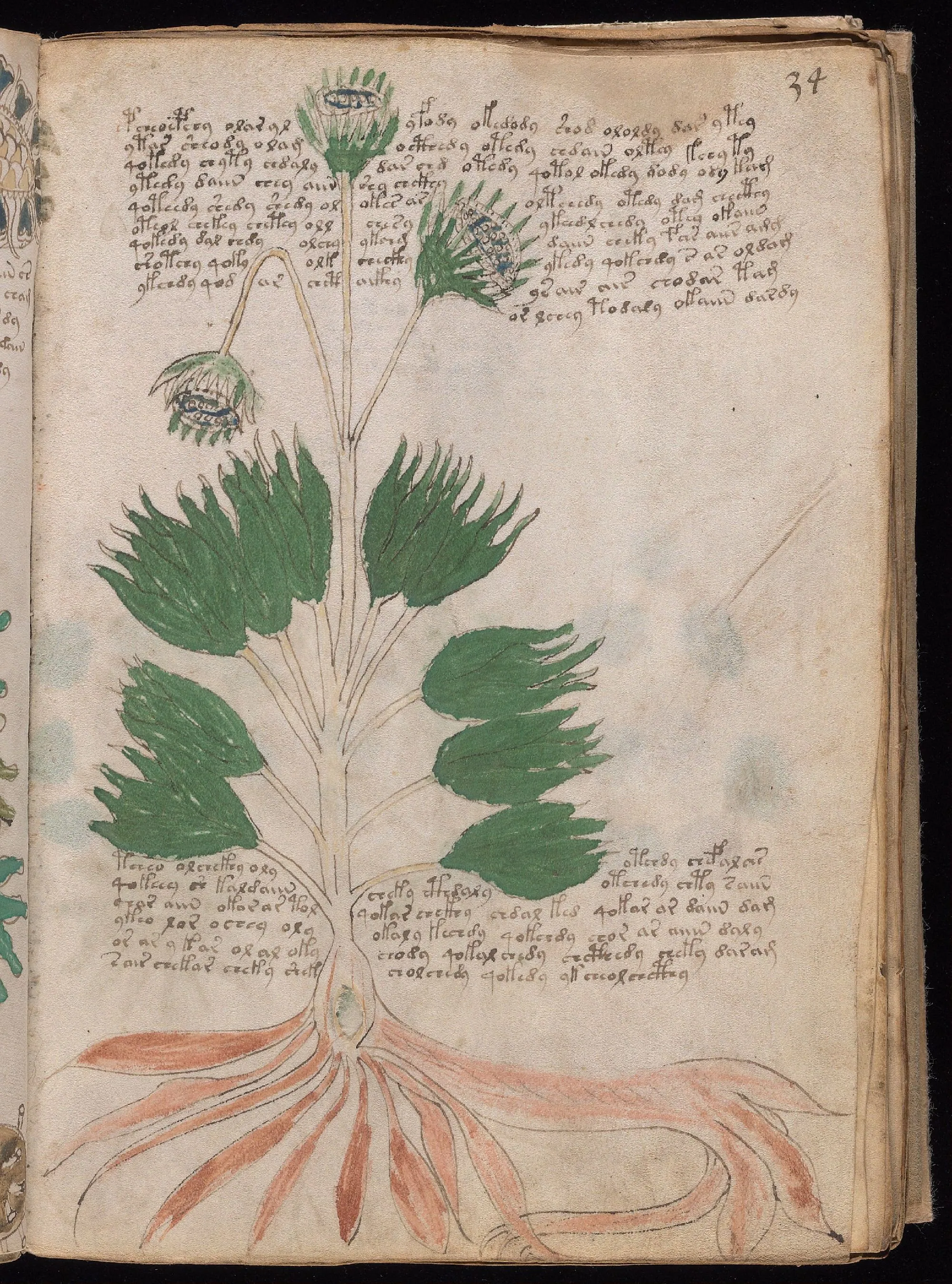 Folio 34r
