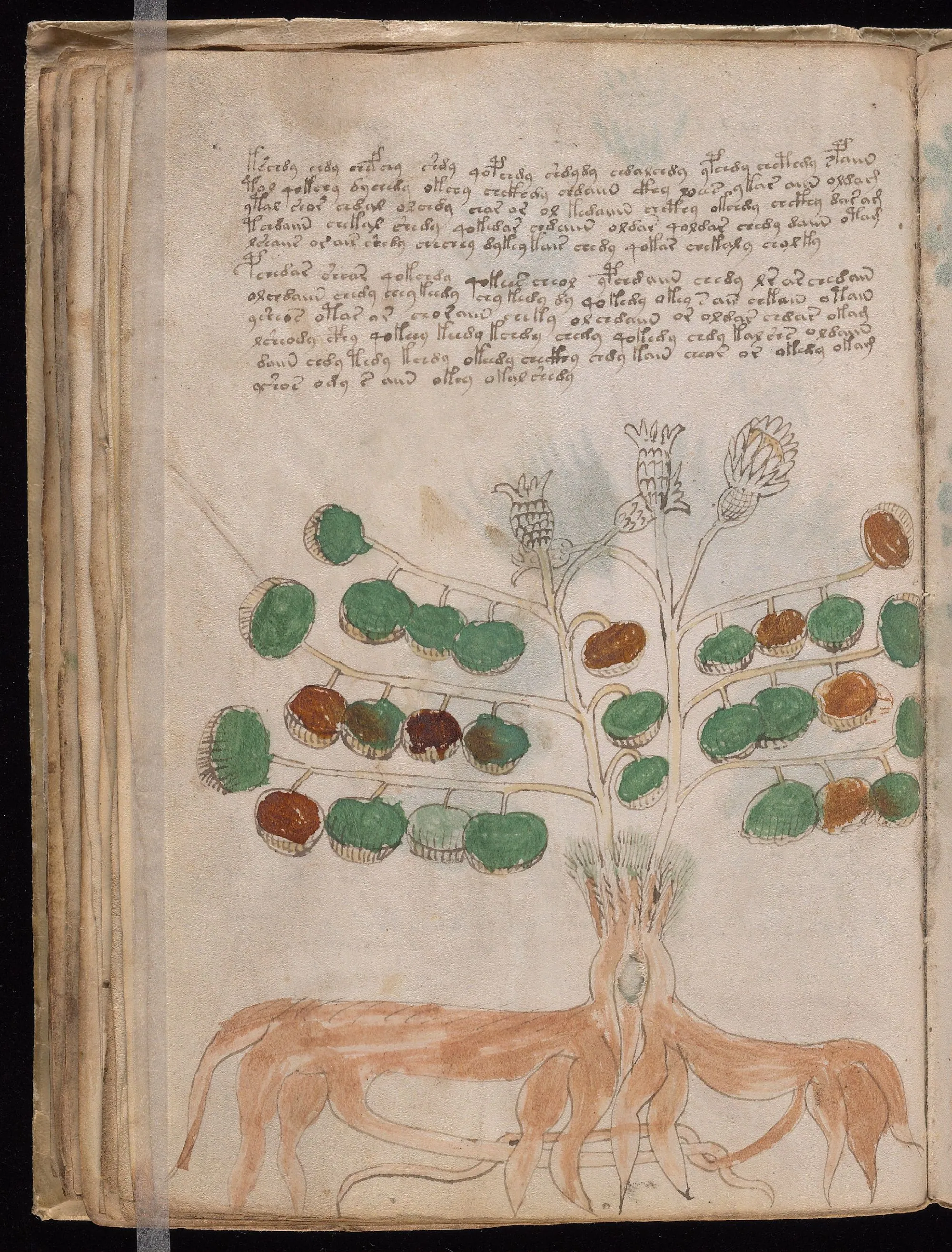 Folio 34v