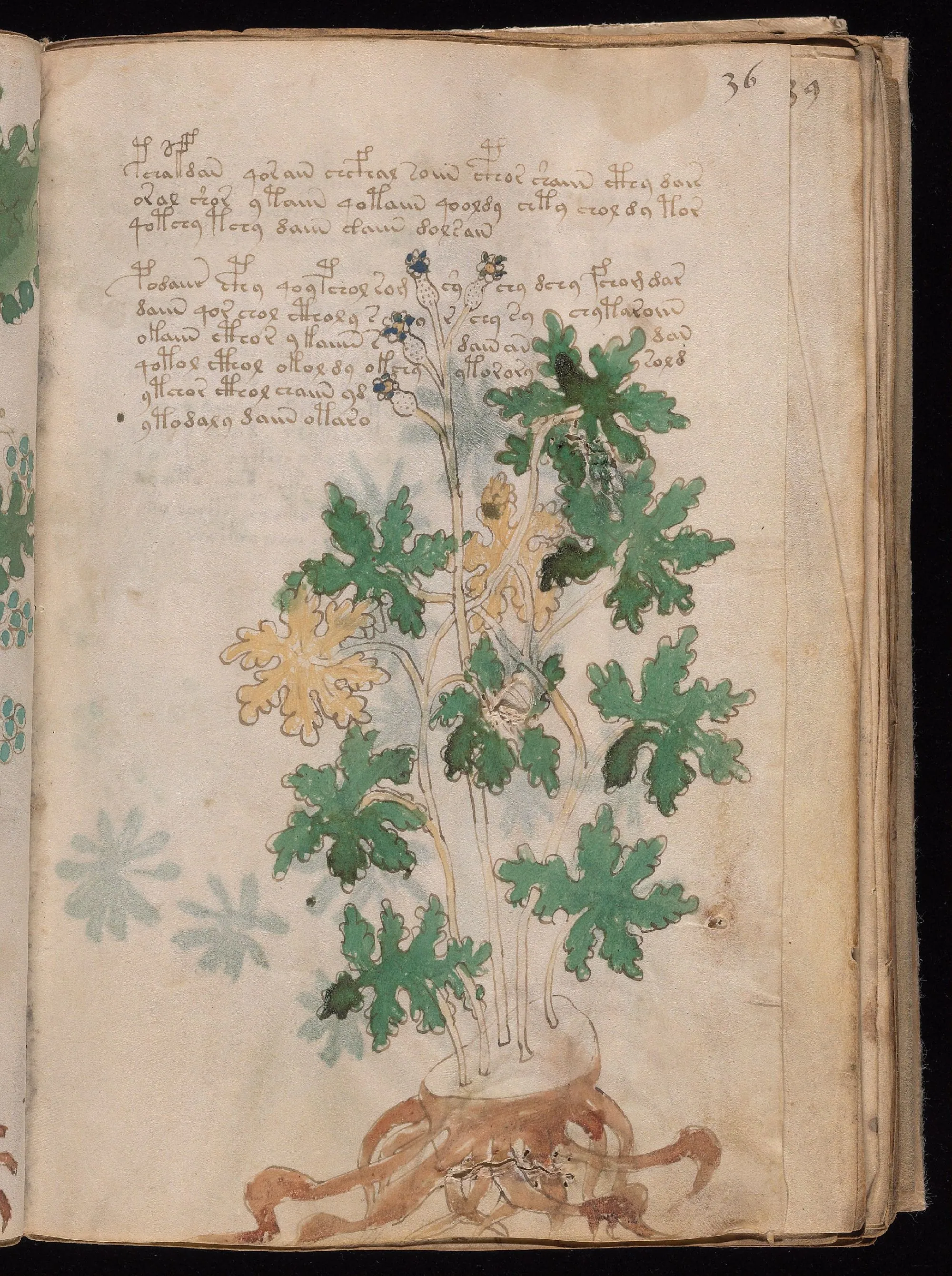 Folio 36r