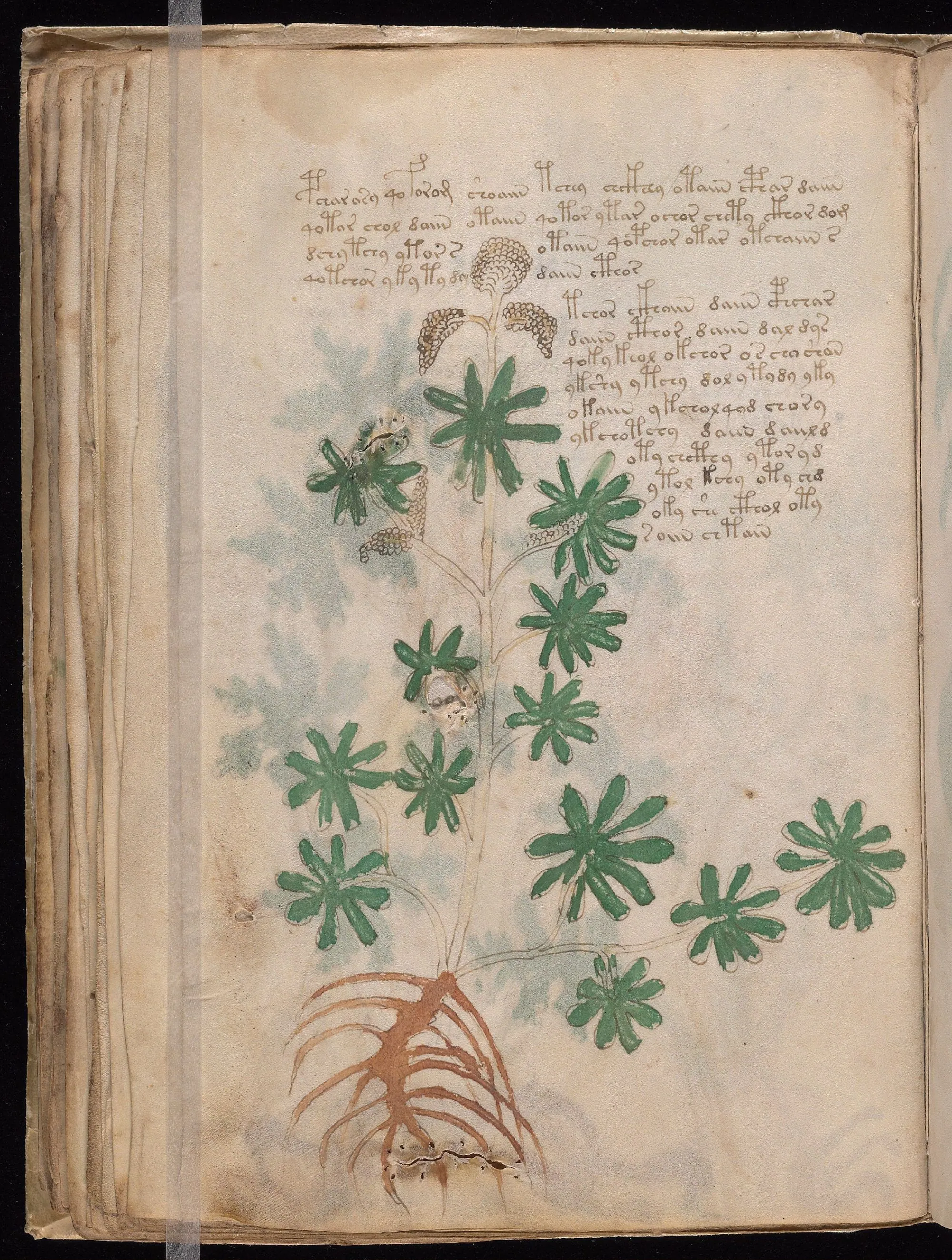 Folio 36v