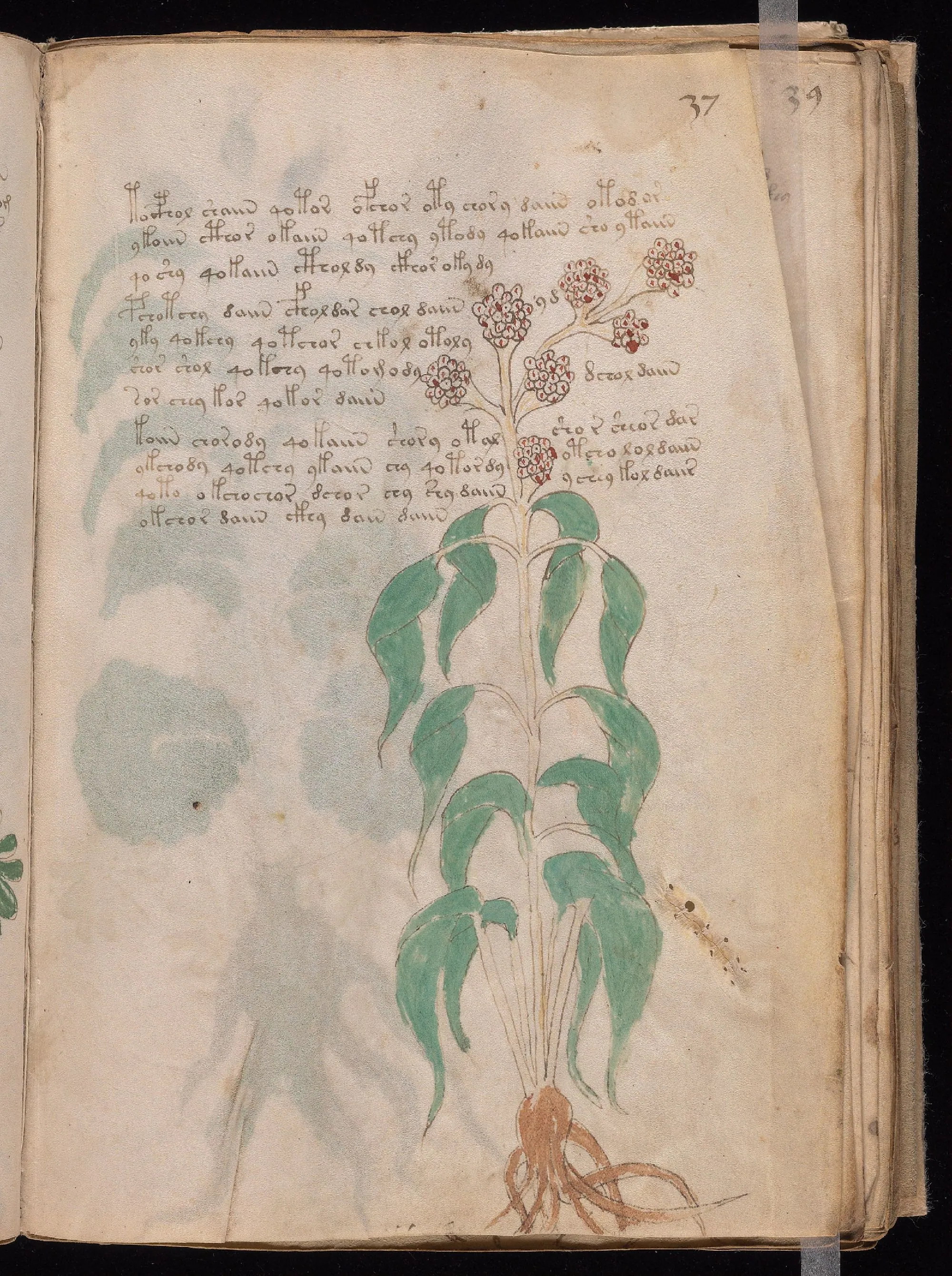 Folio 37r