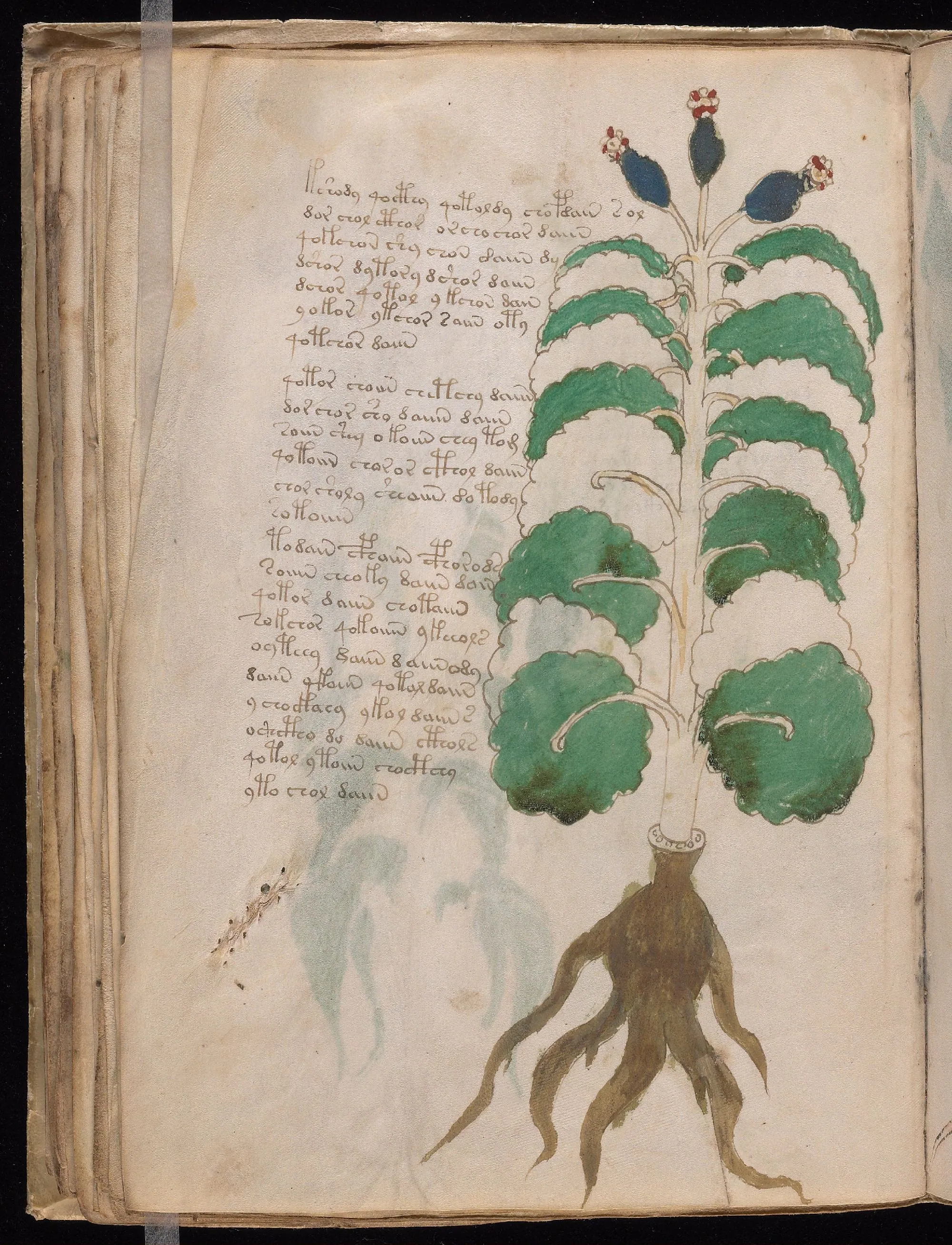 Folio 37v