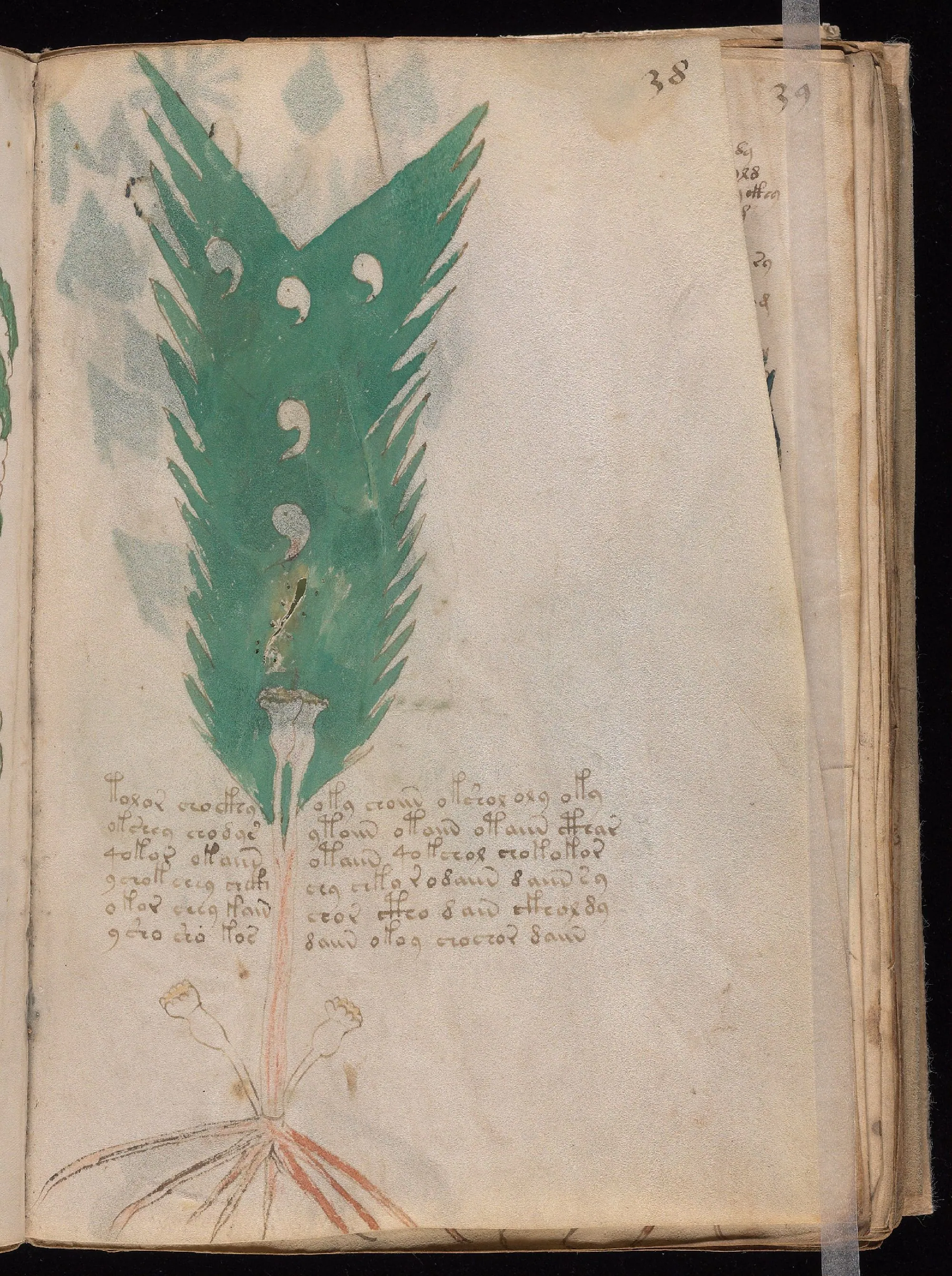 Folio 38r