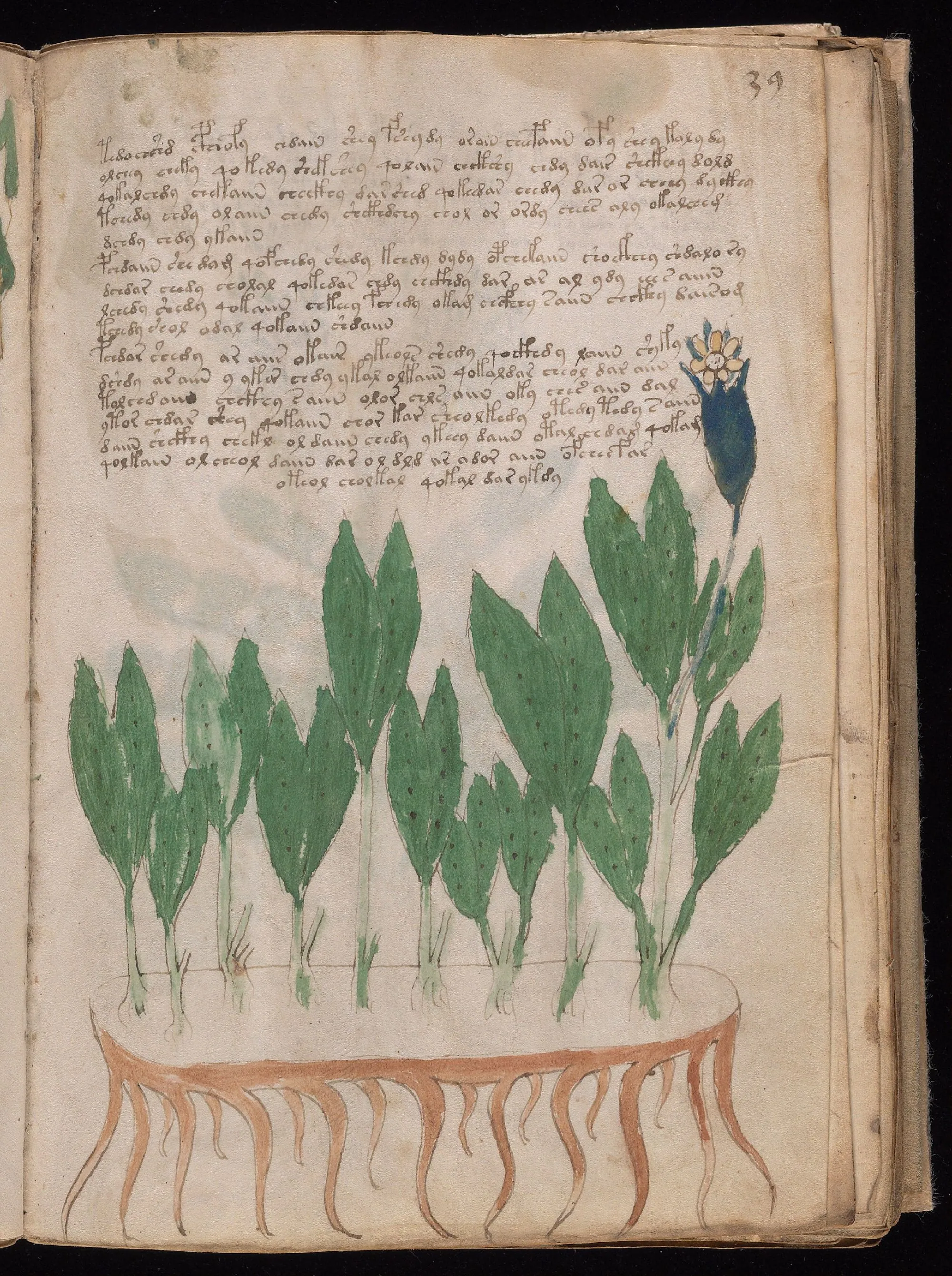 Folio 39r