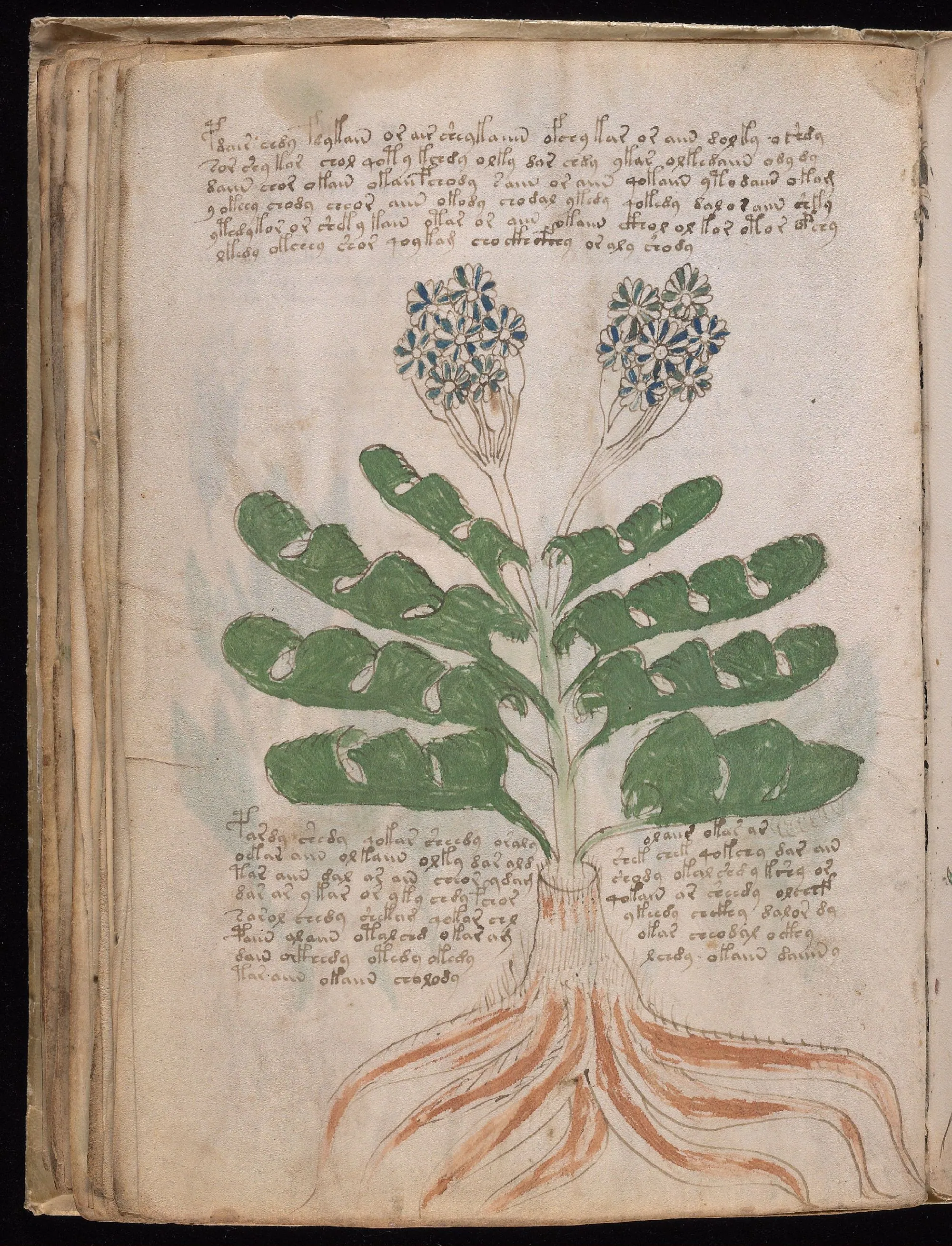 Folio 39v
