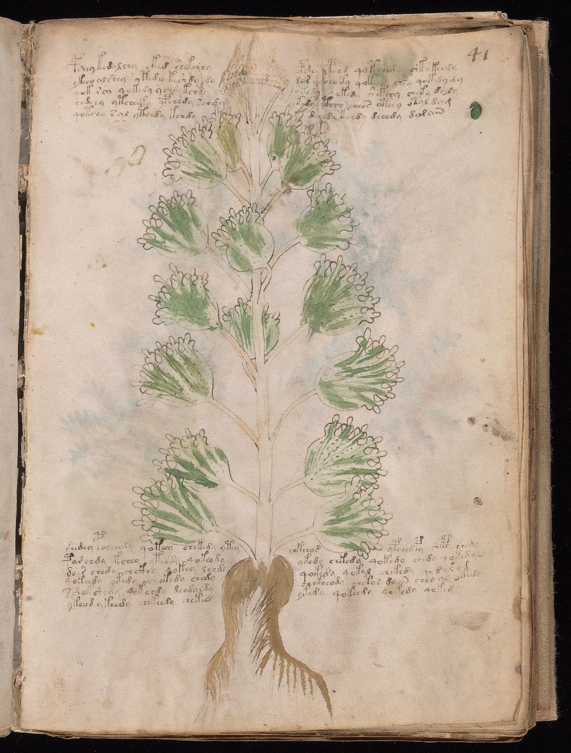 Folio 41r