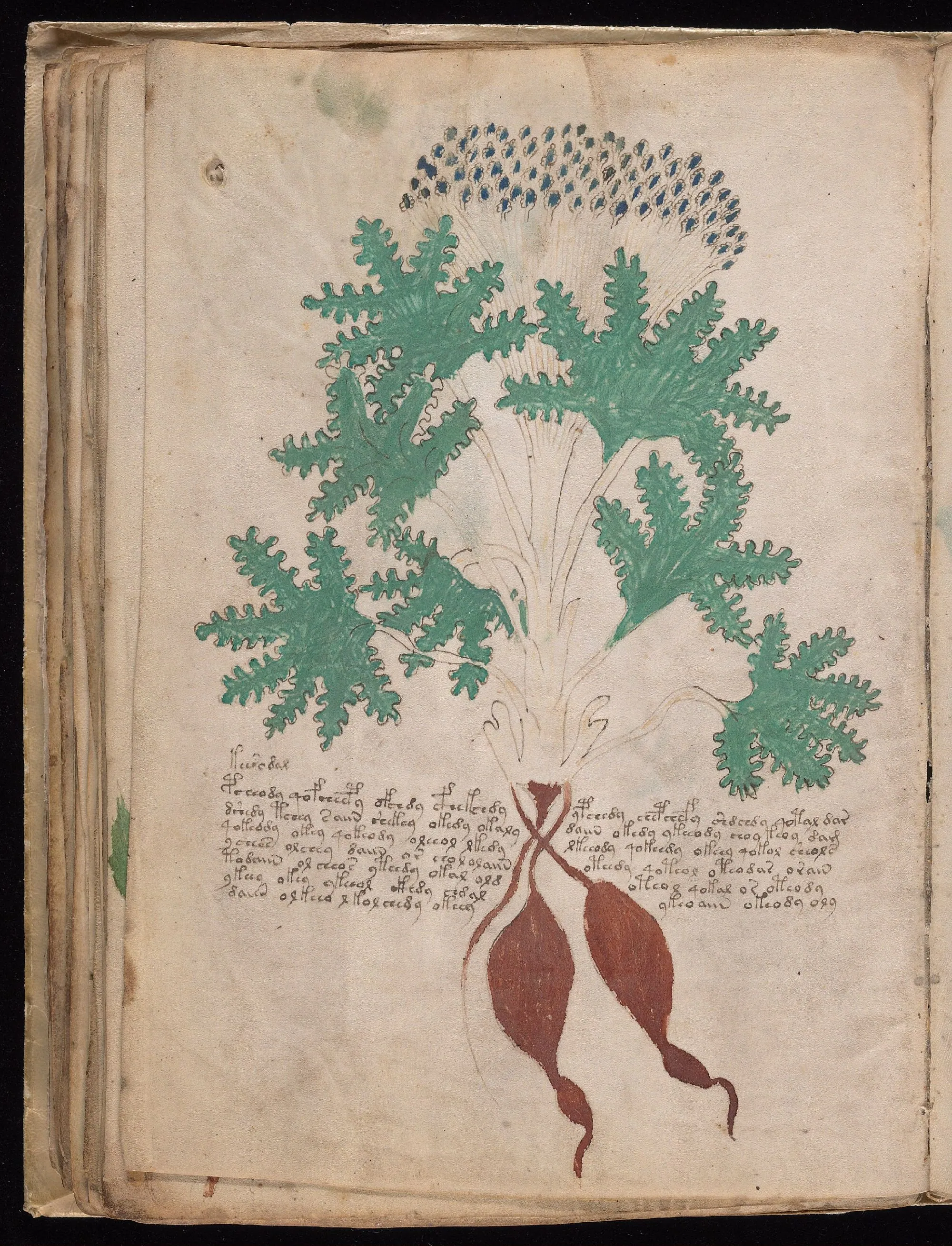 Folio 41v