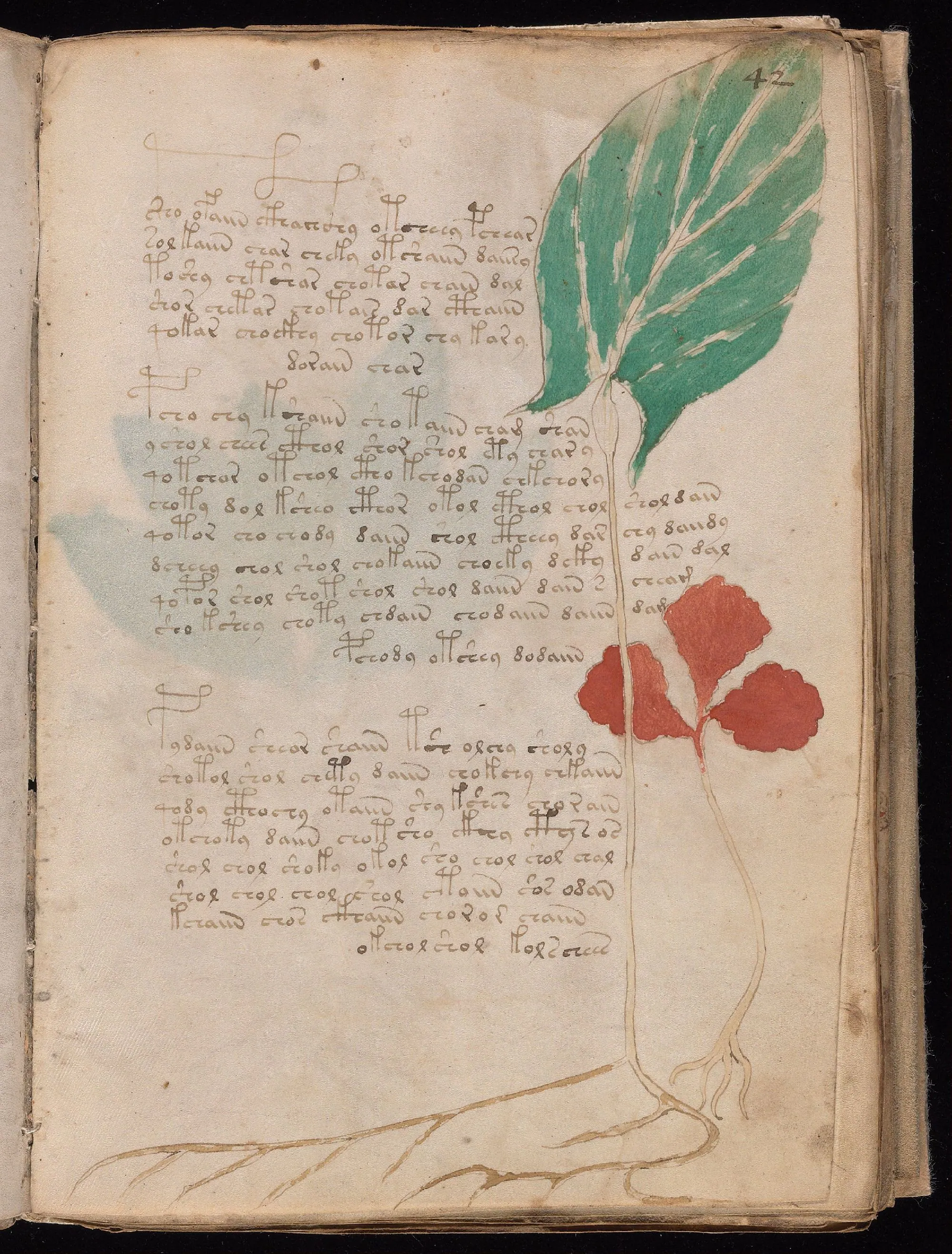 Folio 42r