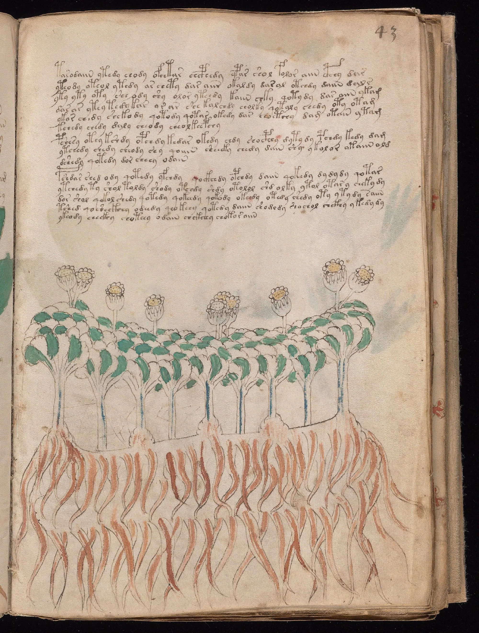 Folio 43r