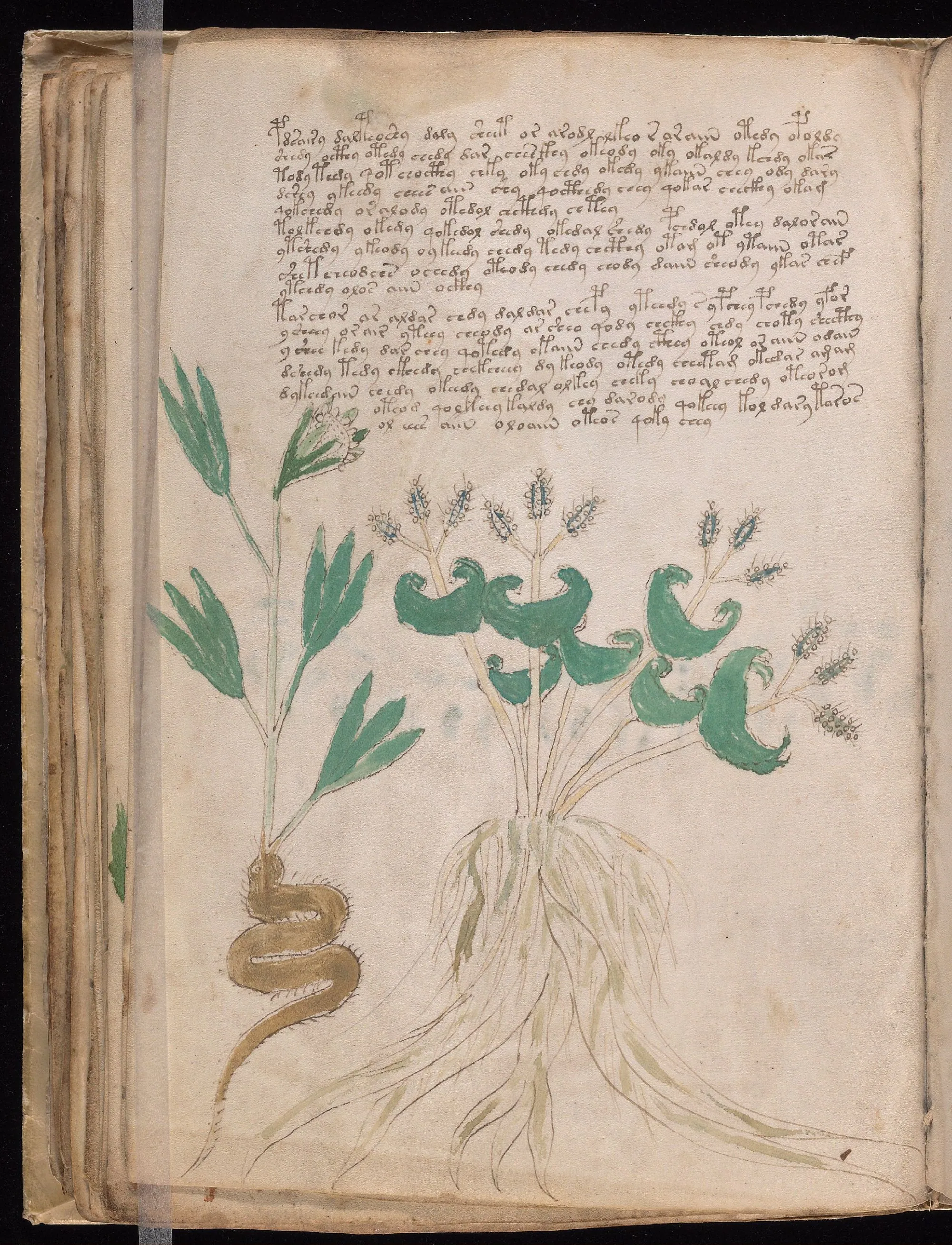 Folio 43v