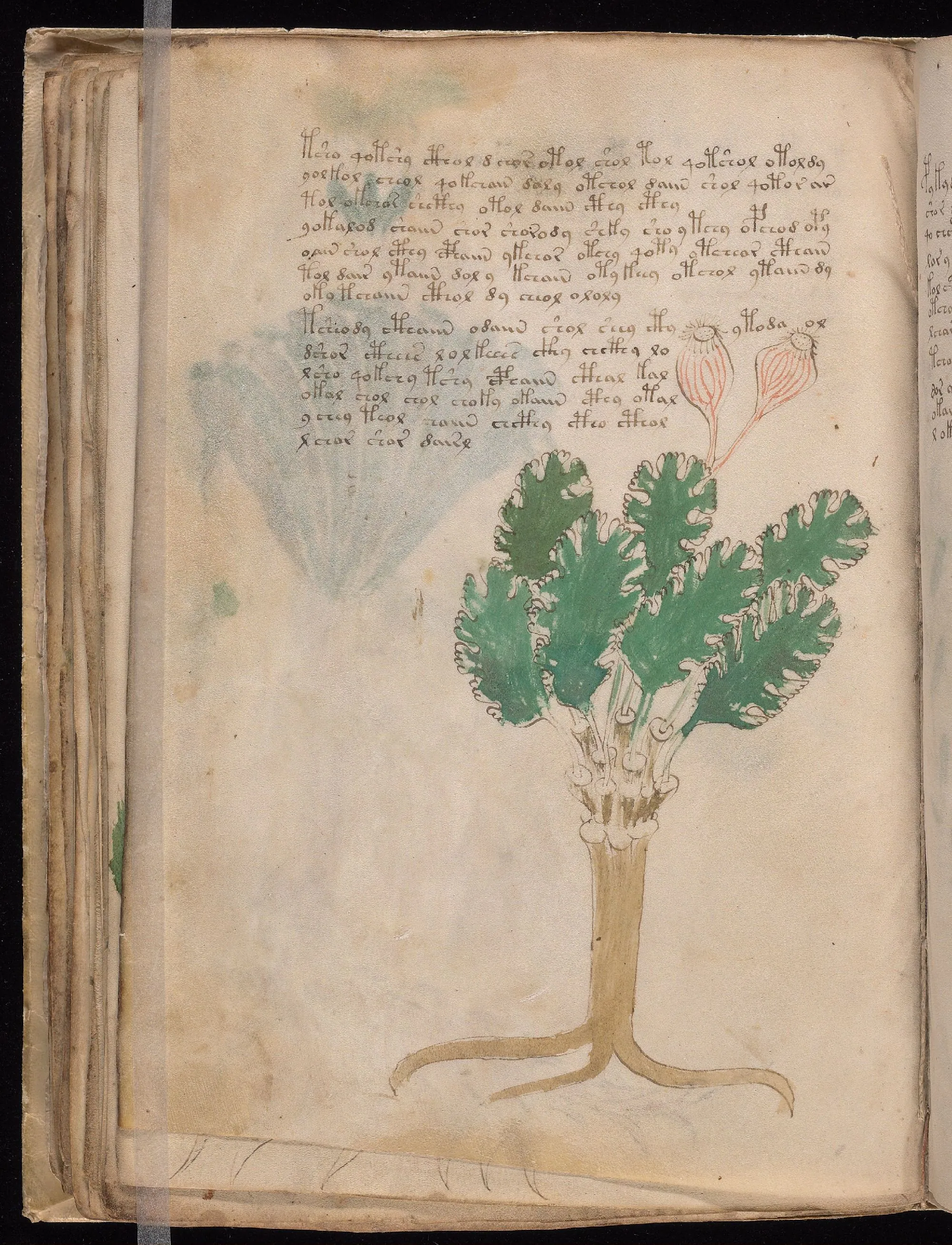 Folio 44v