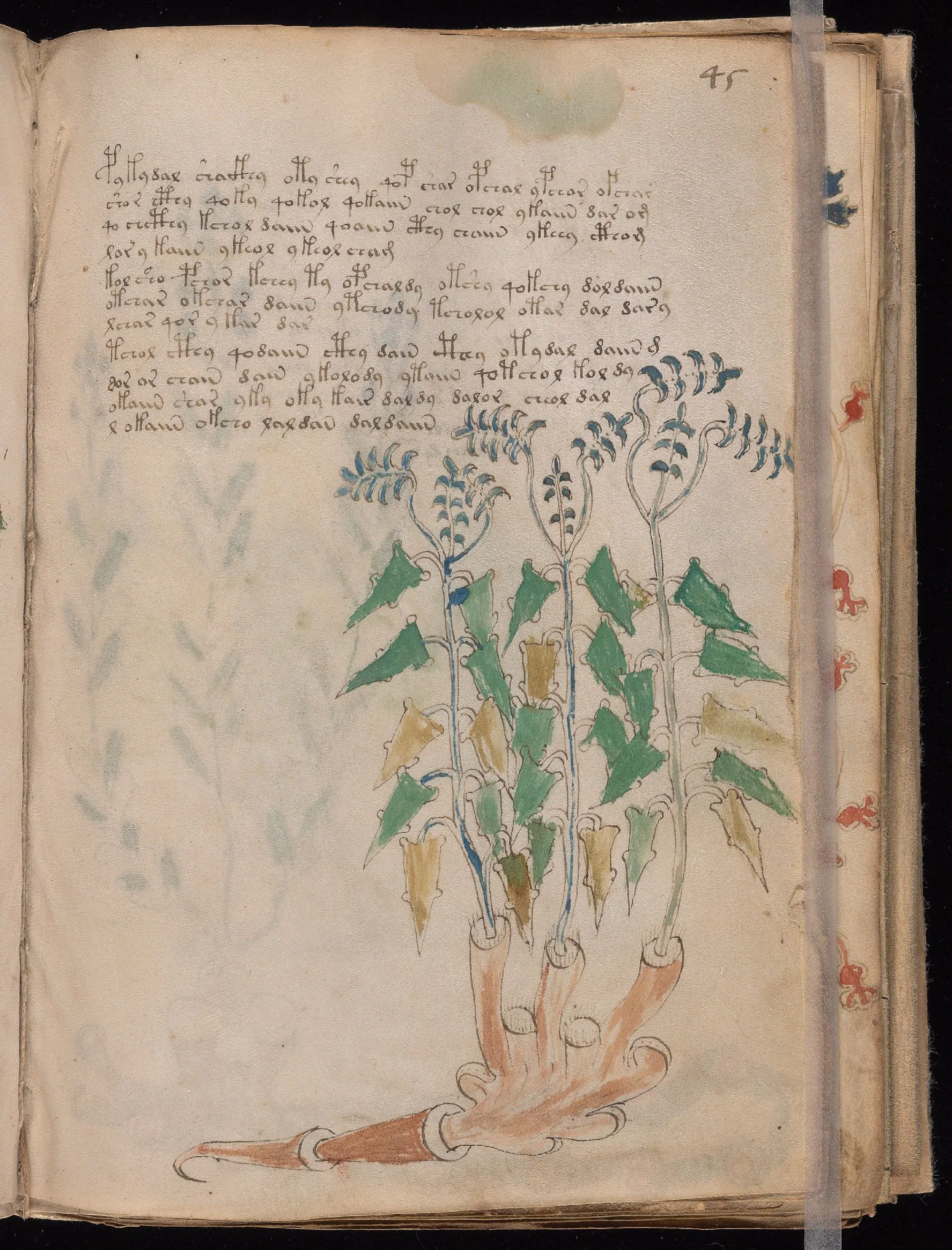 Folio 45r